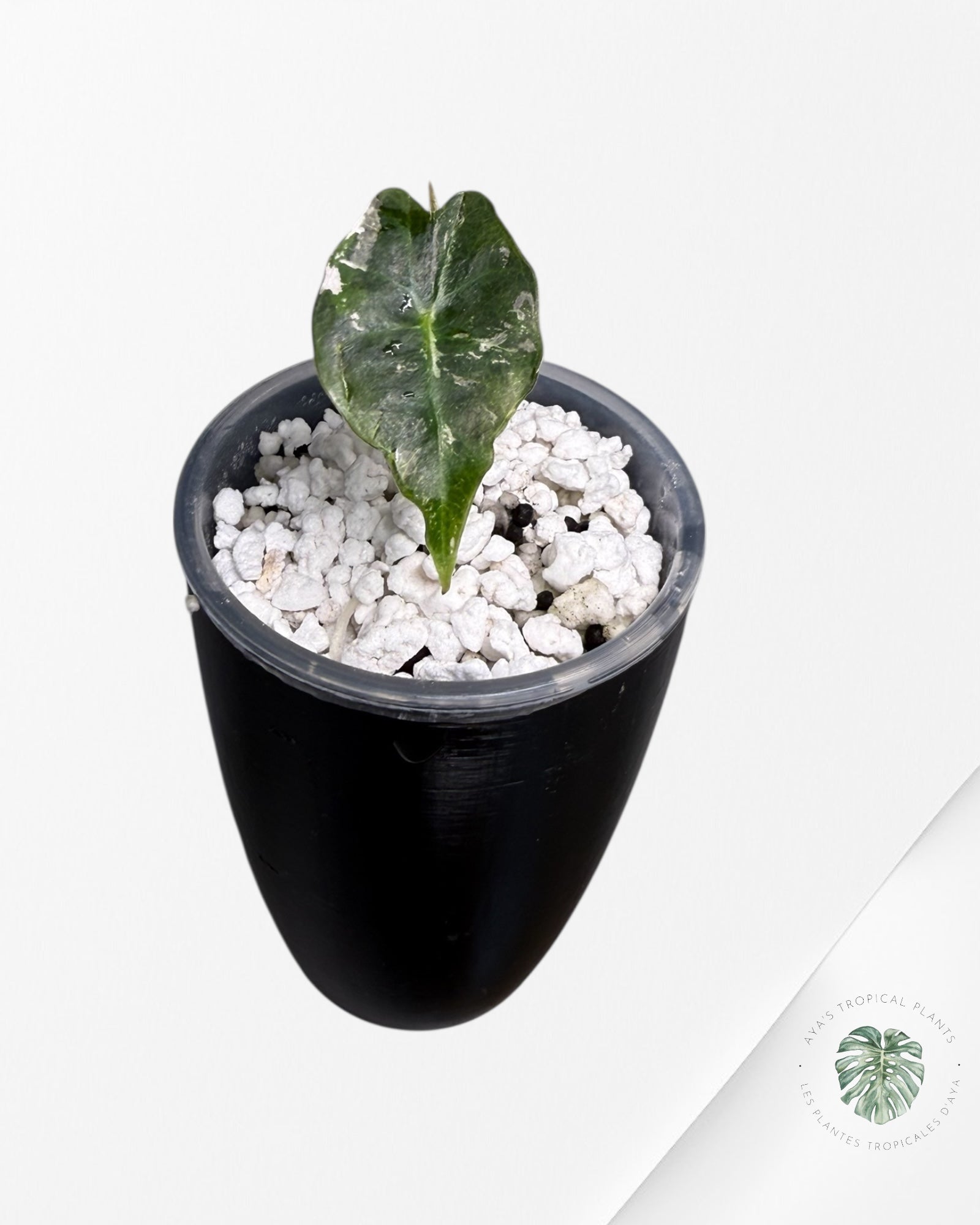 Alocasia Polly Pink Variegated