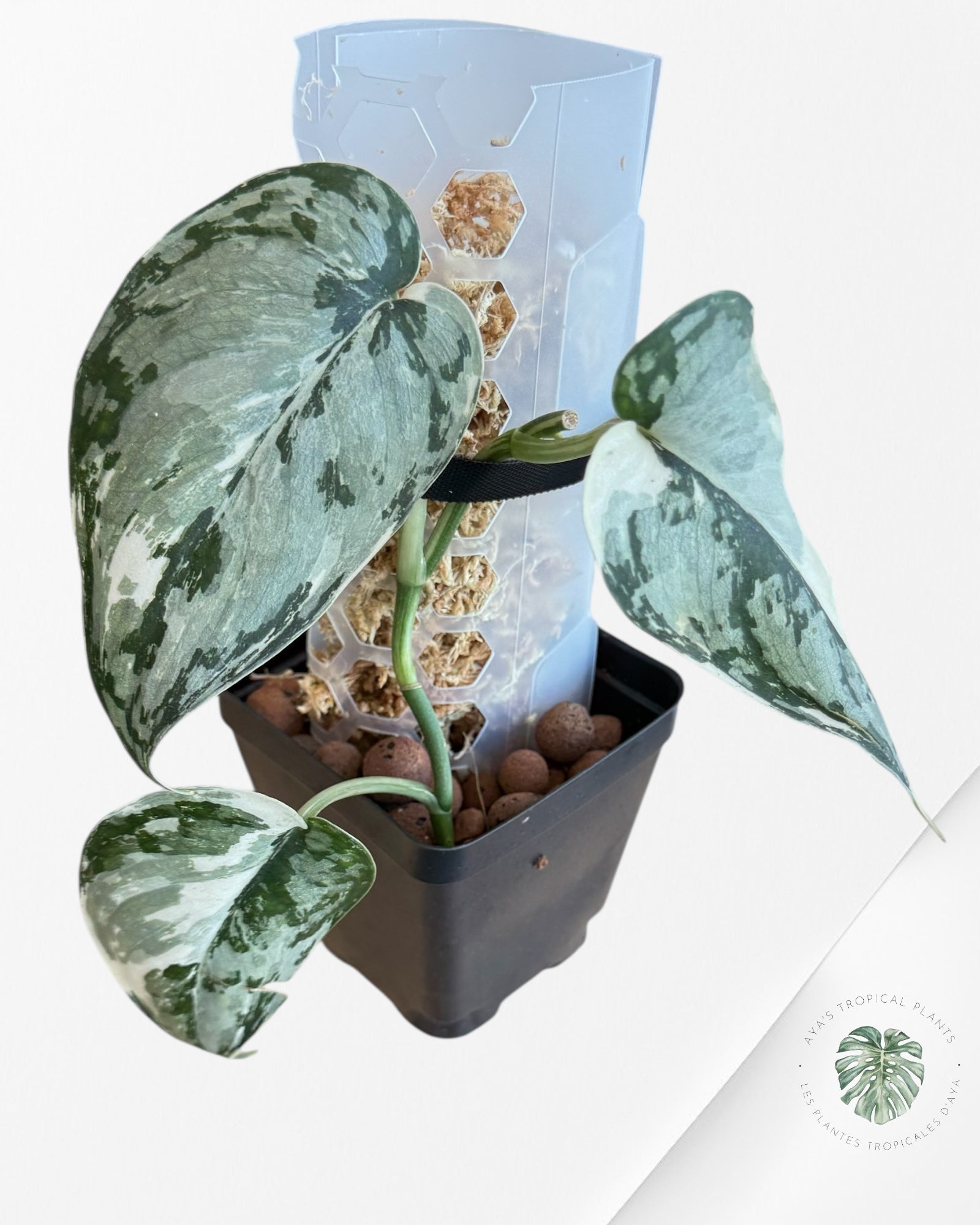 Scindapsus Mariposa-EXP16