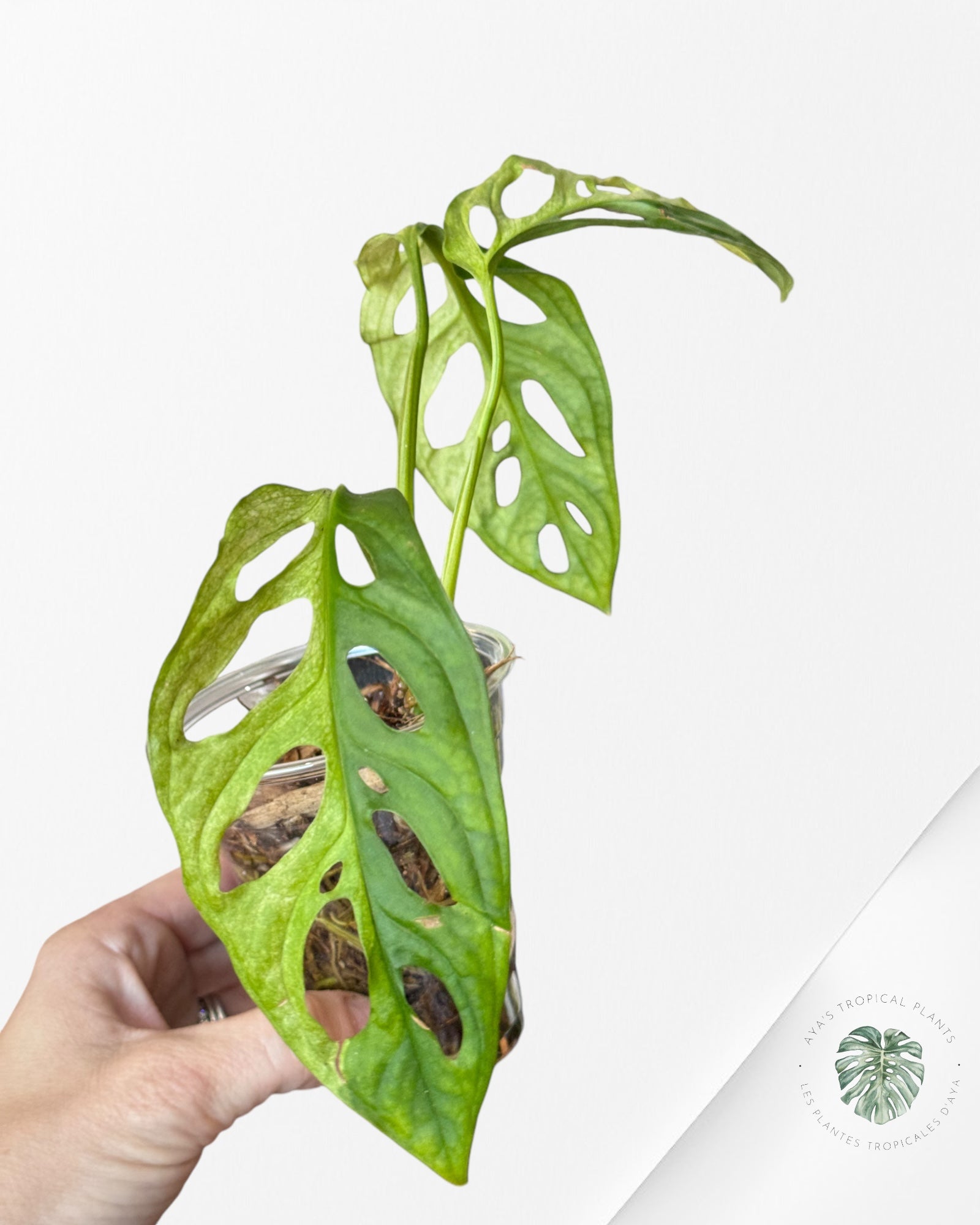 Monstera Adansonii Variegated -F