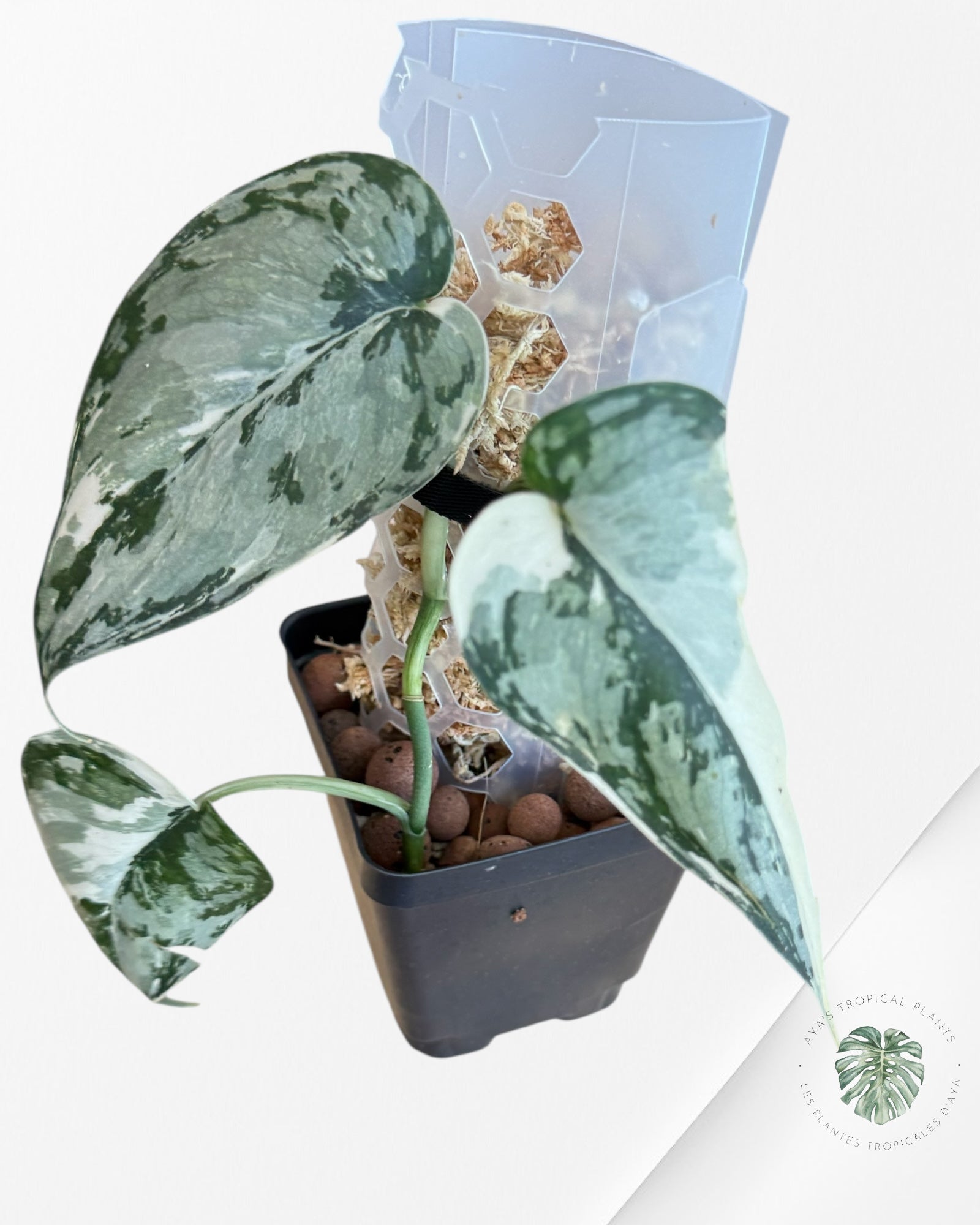 Scindapsus Mariposa-EXP16