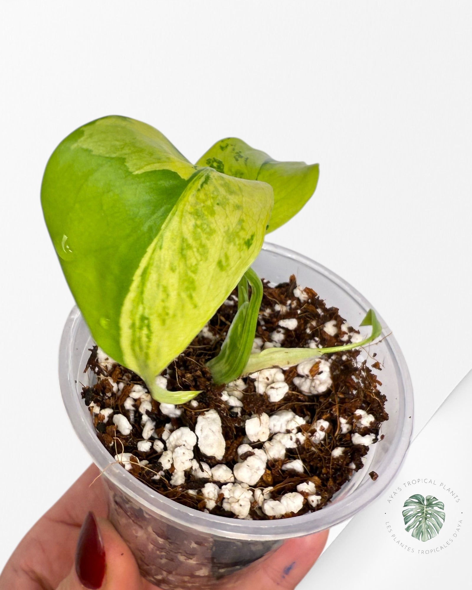 Monstera Deliciosa Electrolyte |Rare TC Plant | Aya's Tropical Plants