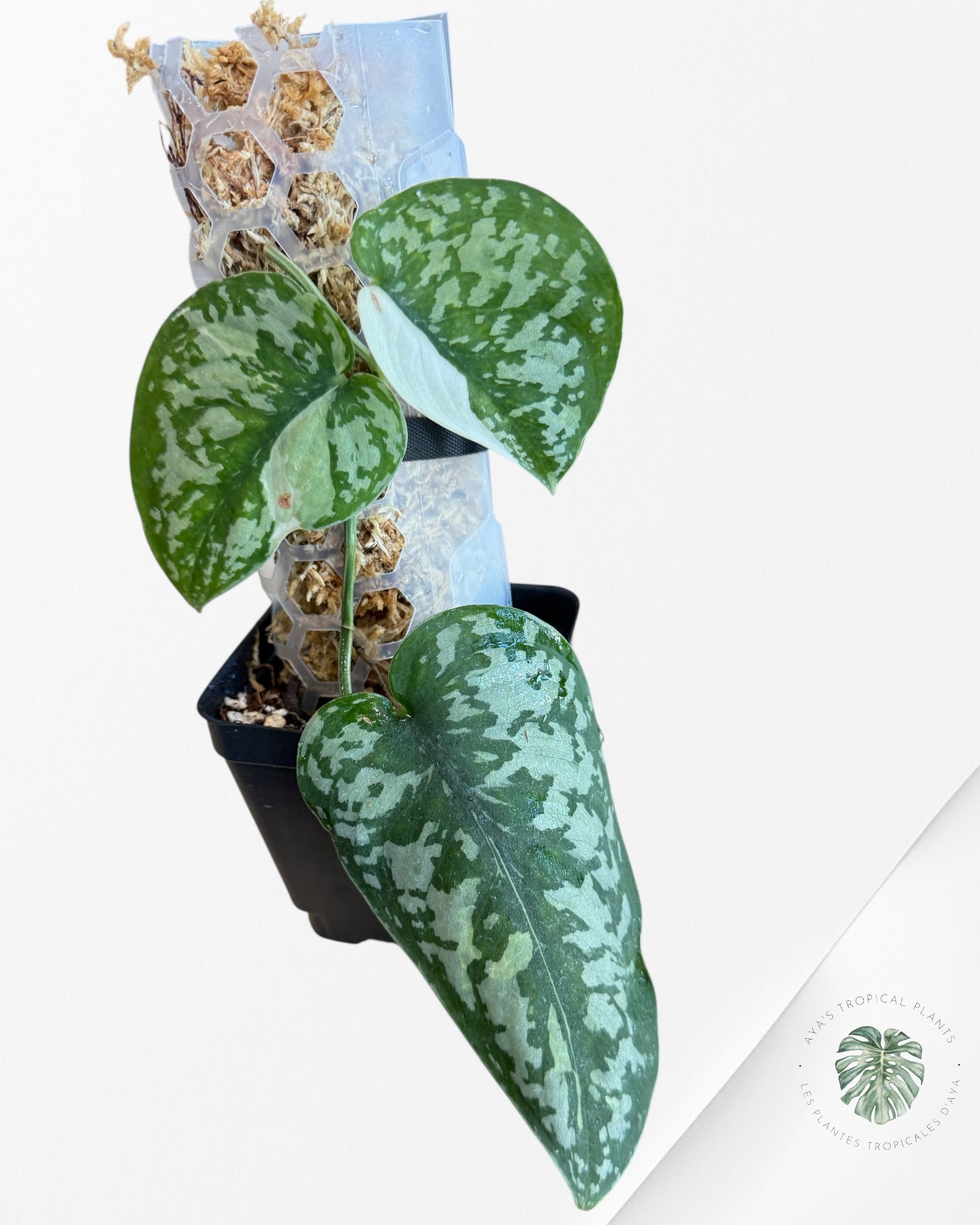 Scindapsus Simbara Variegated - EXP17