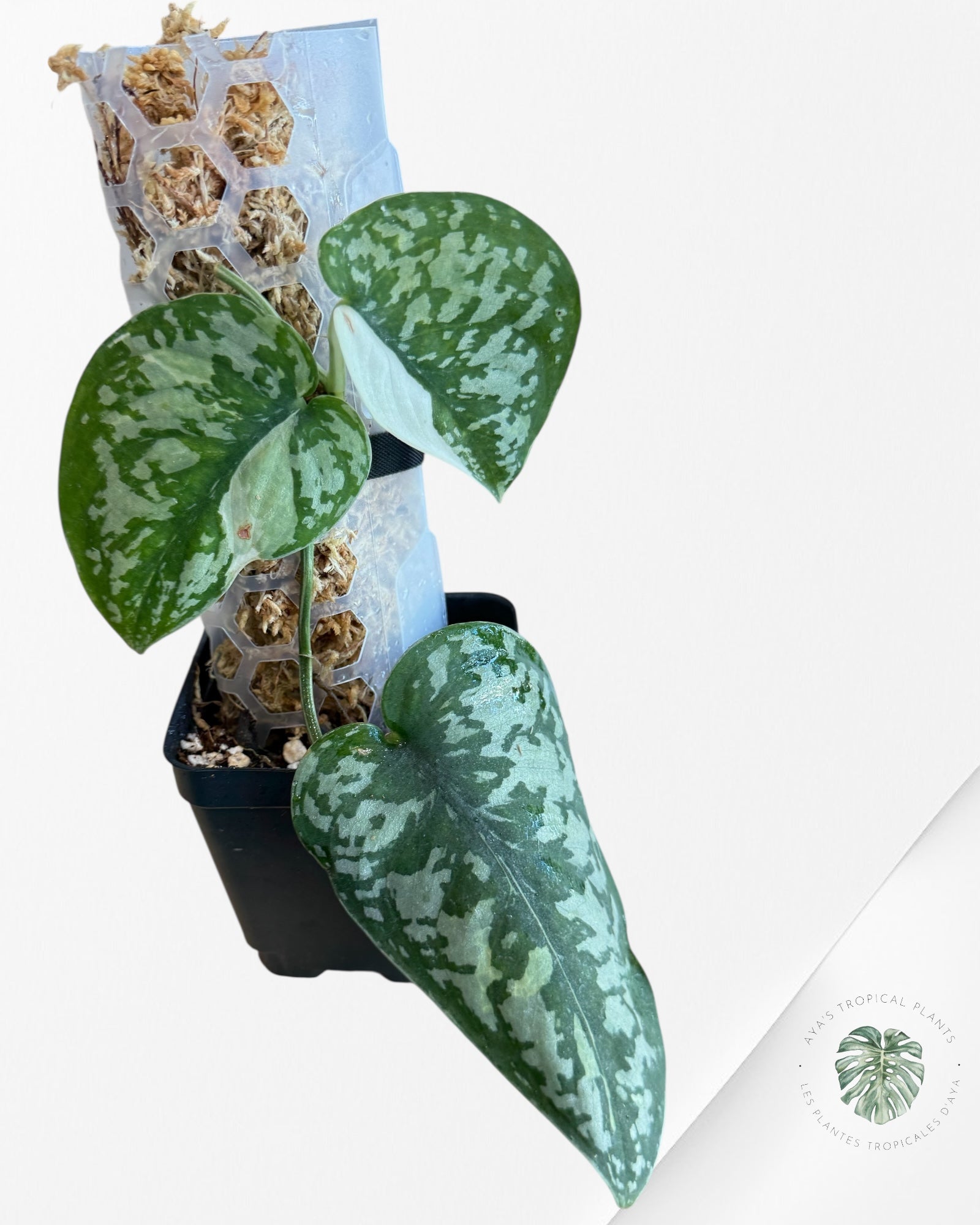 Scindapsus Simbara Variegated - EXP17