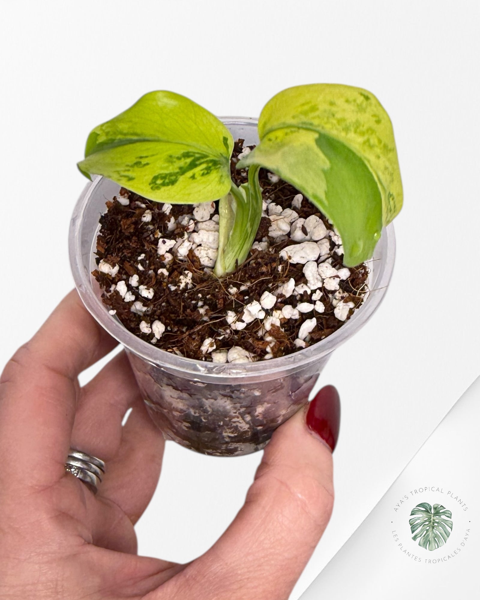 Monstera Deliciosa Electrolyte |Rare TC Plant | Aya's Tropical Plants