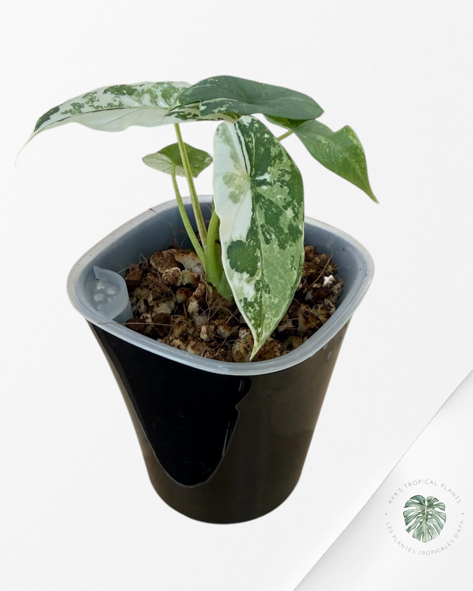 Alocasia Simpo Albo Variegated