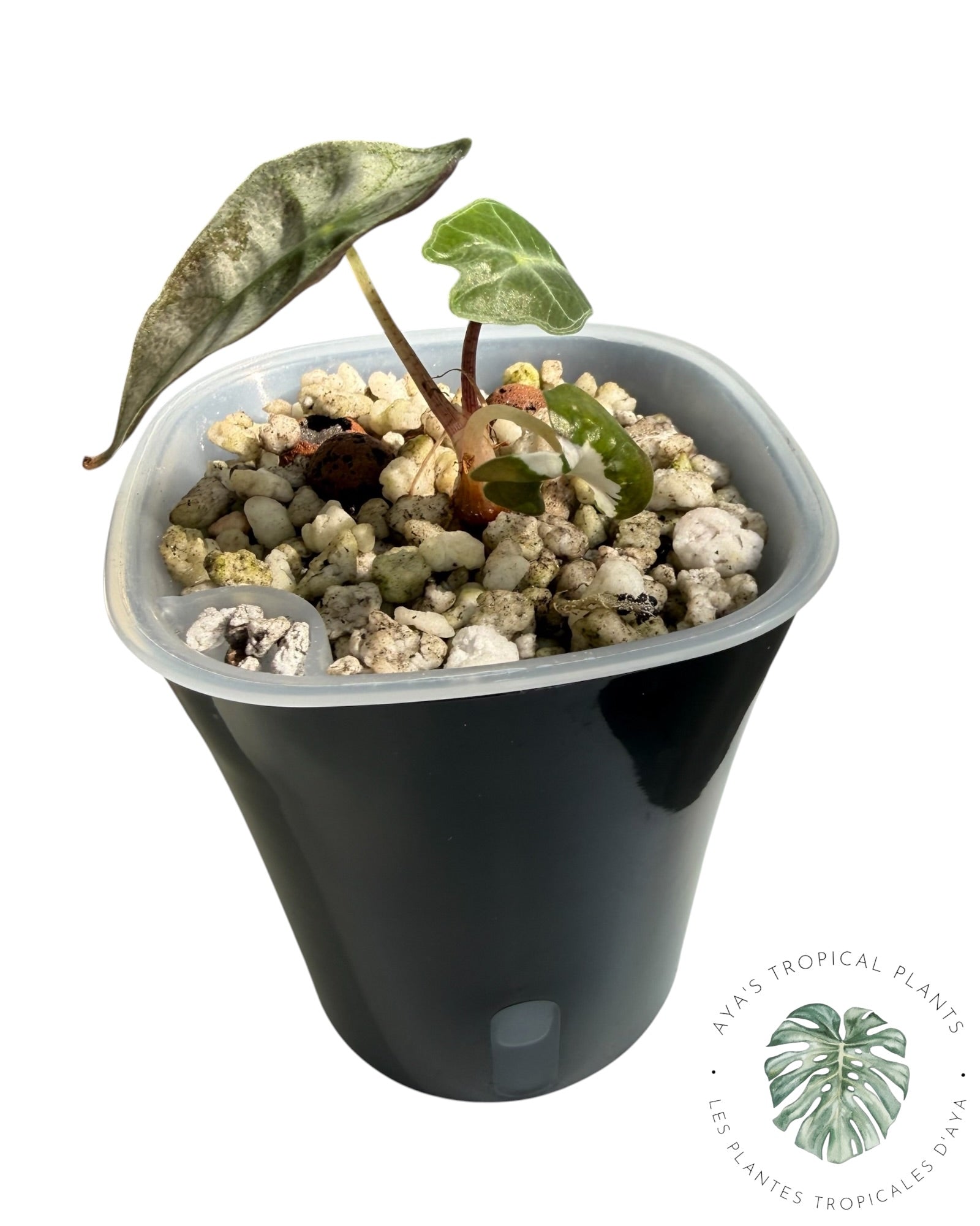 Alocasia Polly Lava Variegated