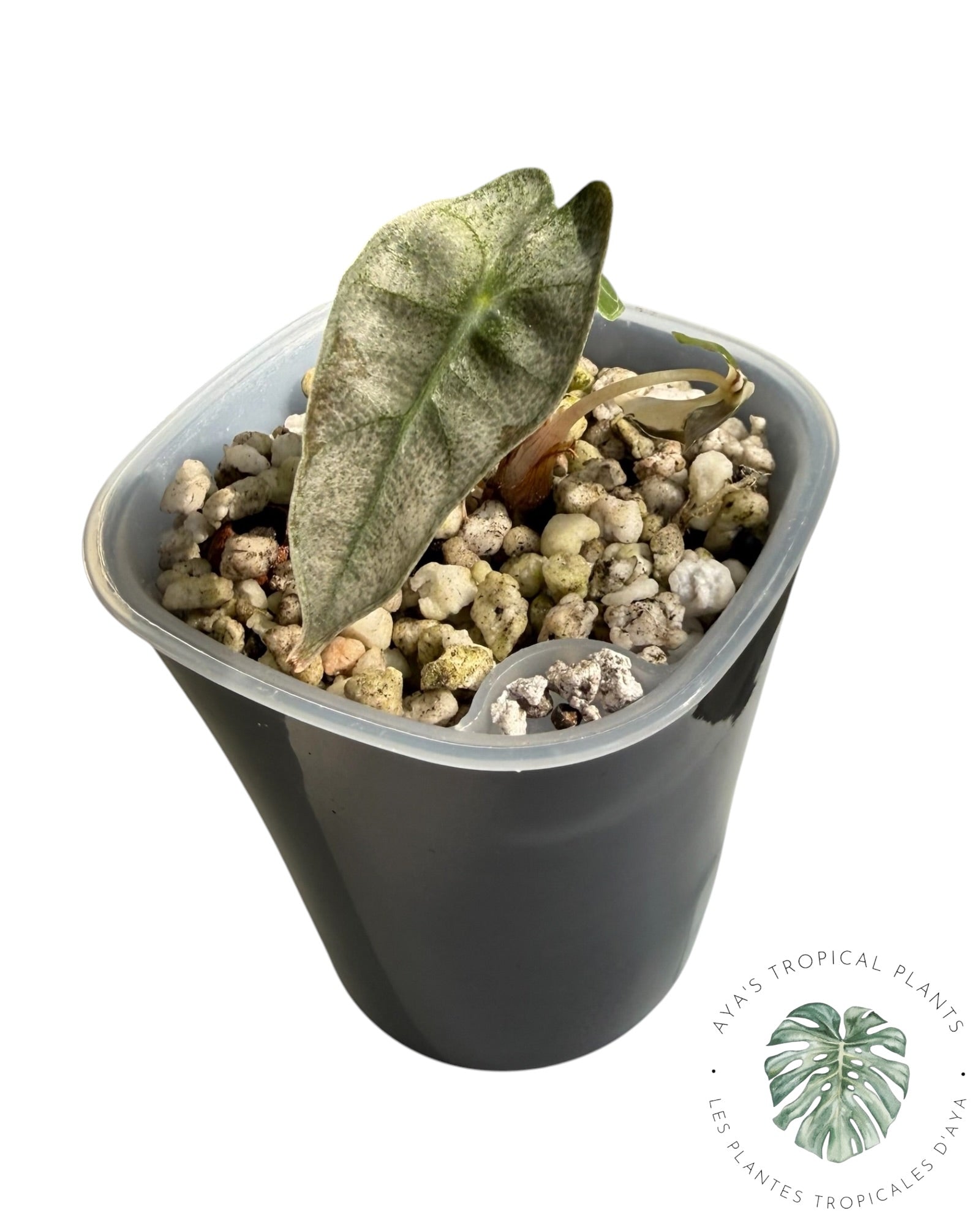 Alocasia Polly Lava Variegated