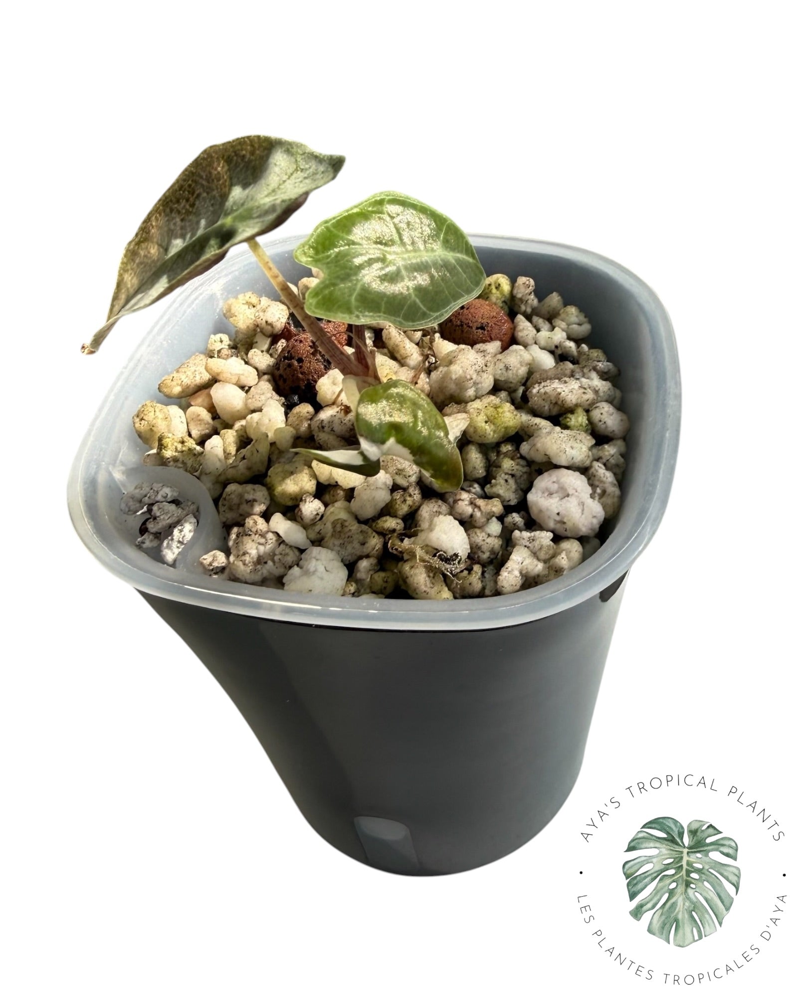 Alocasia Polly Lava Variegated
