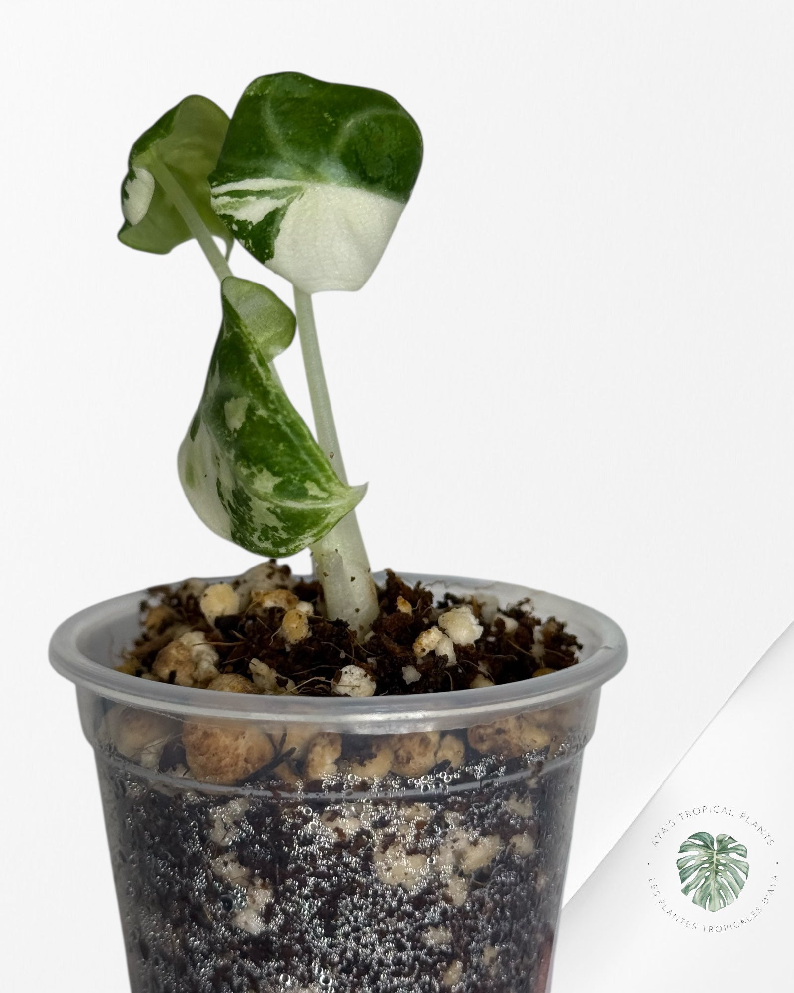 Alocasia Ninja Variegated Albo | Rare TC Plant| Aya's Tropical Plants