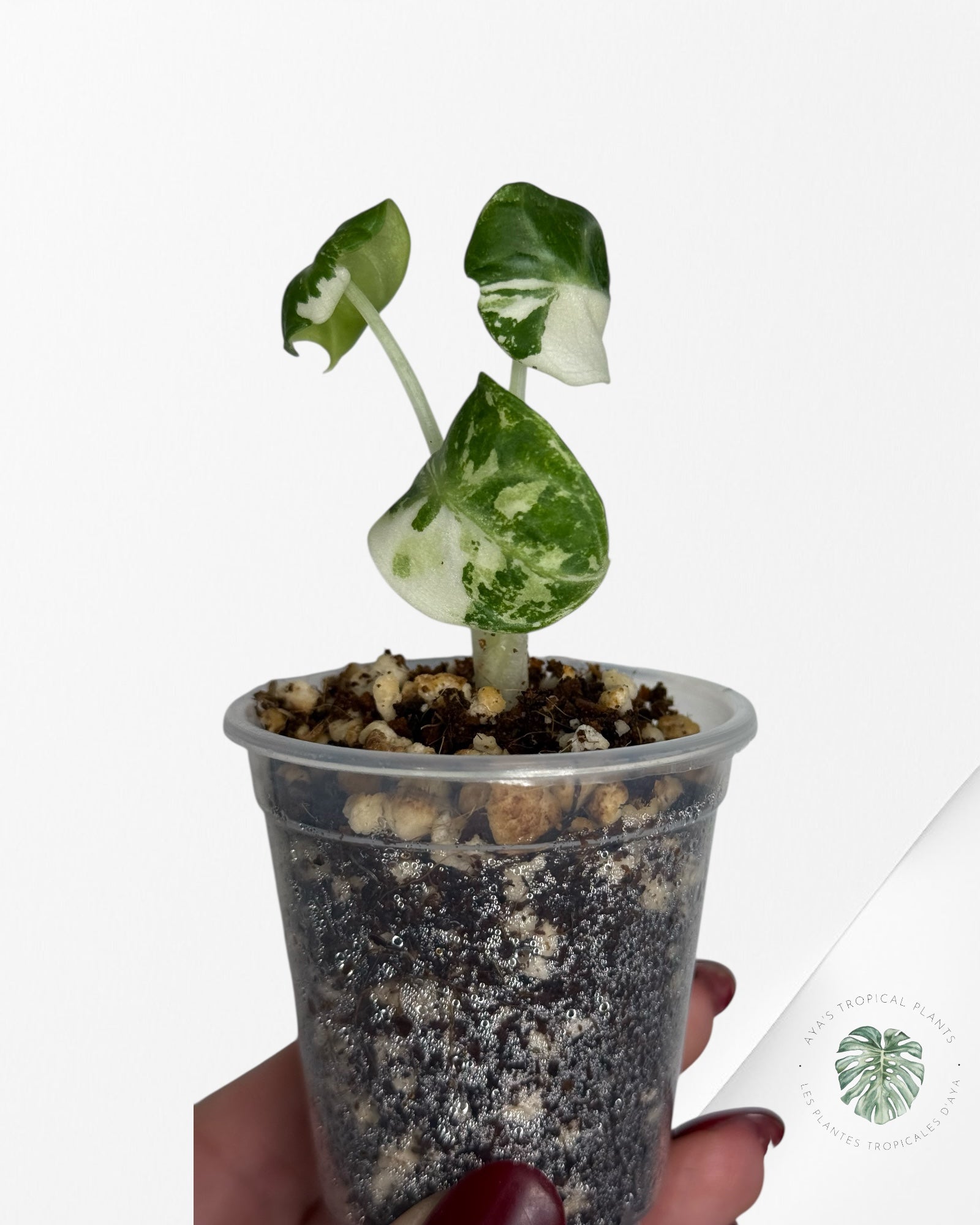 Alocasia Ninja Variegated Albo | Rare TC Plant| Aya's Tropical Plants