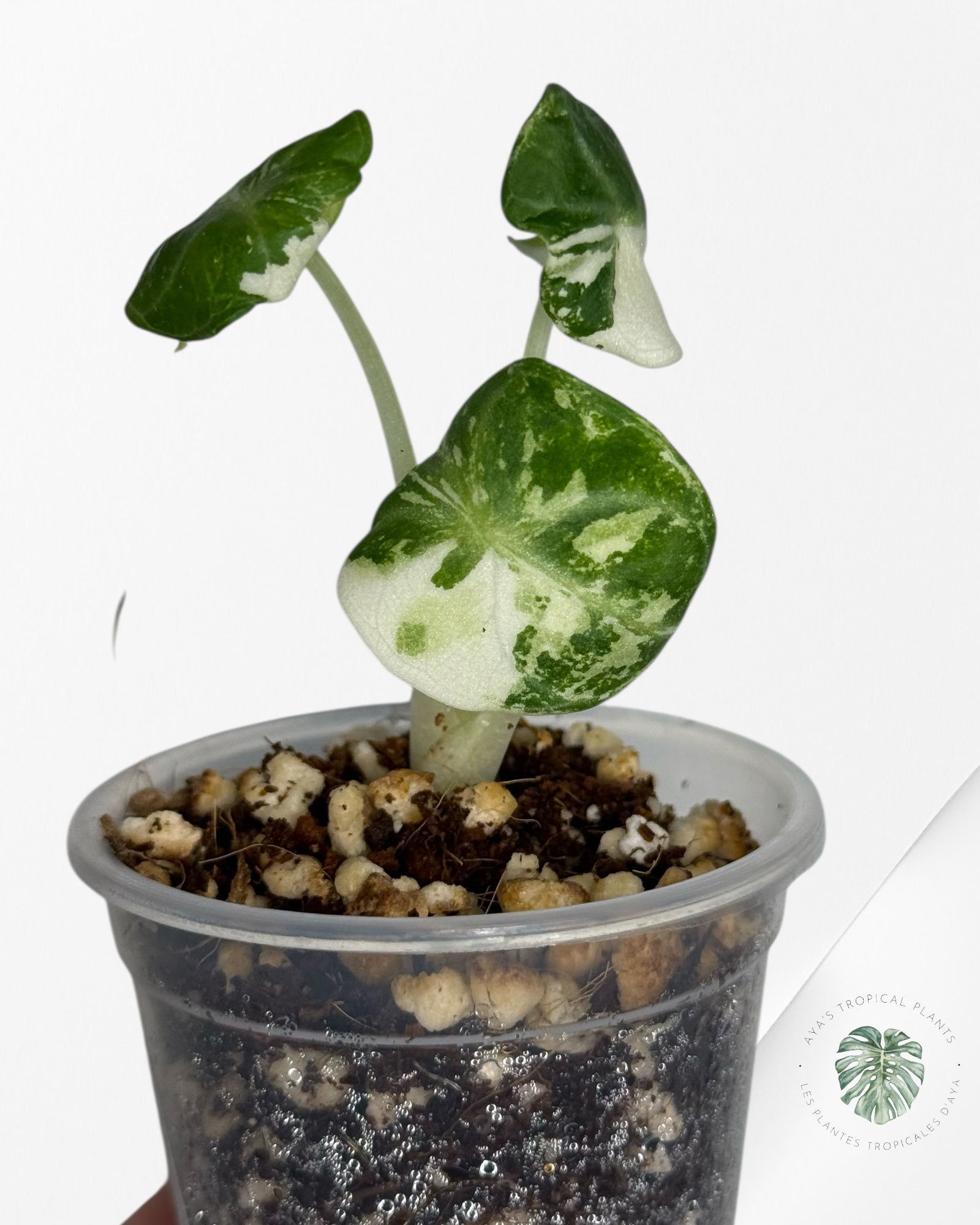 Alocasia Ninja Variegated Albo | Rare TC Plant| Aya's Tropical Plants