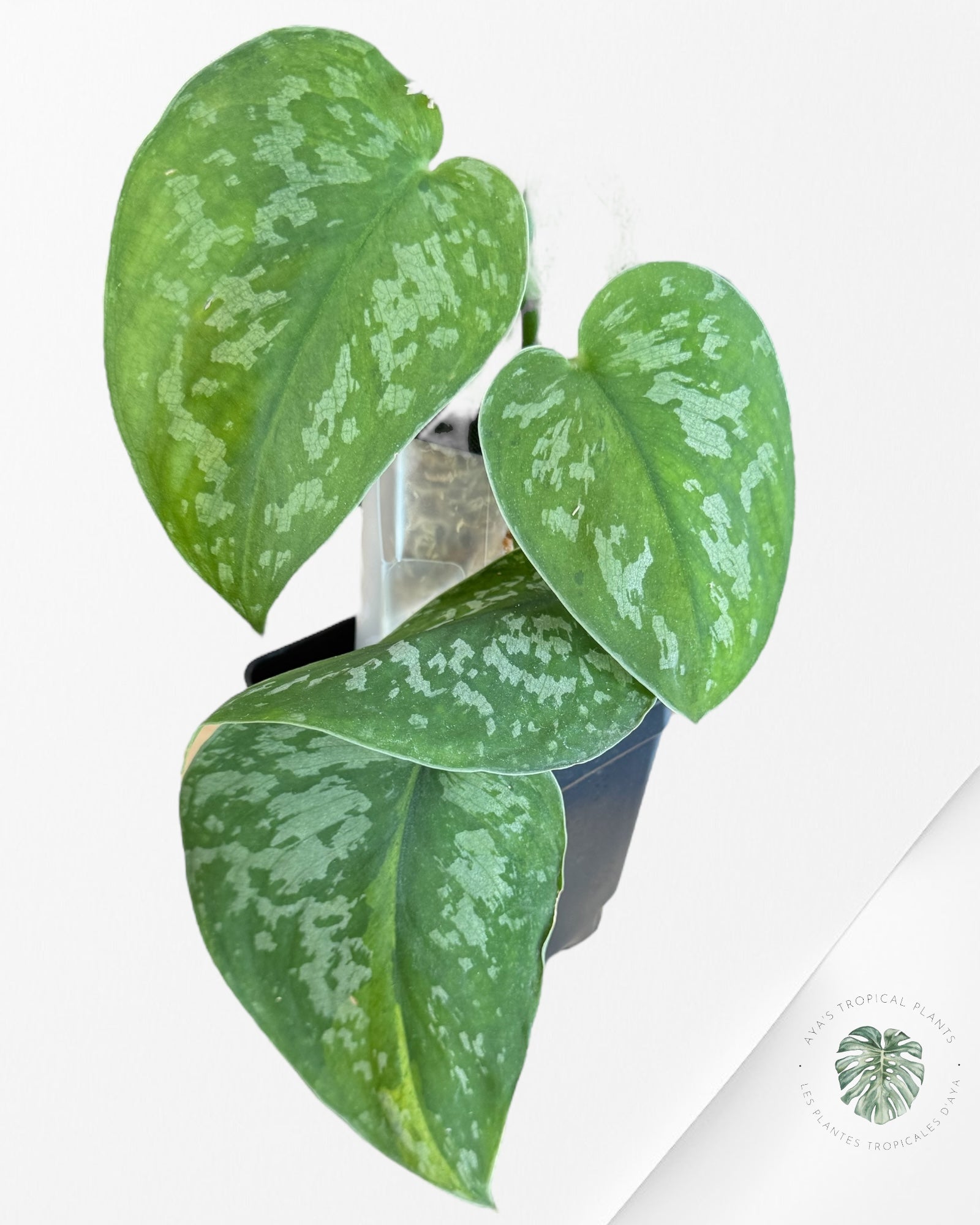 Scindapsus Kusuma -EXP19