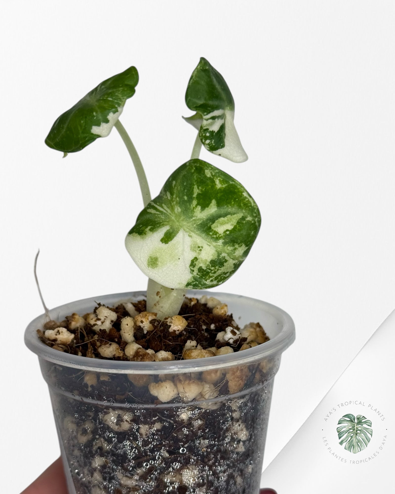 Alocasia Ninja Variegated Albo | Rare TC Plant| Aya's Tropical Plants