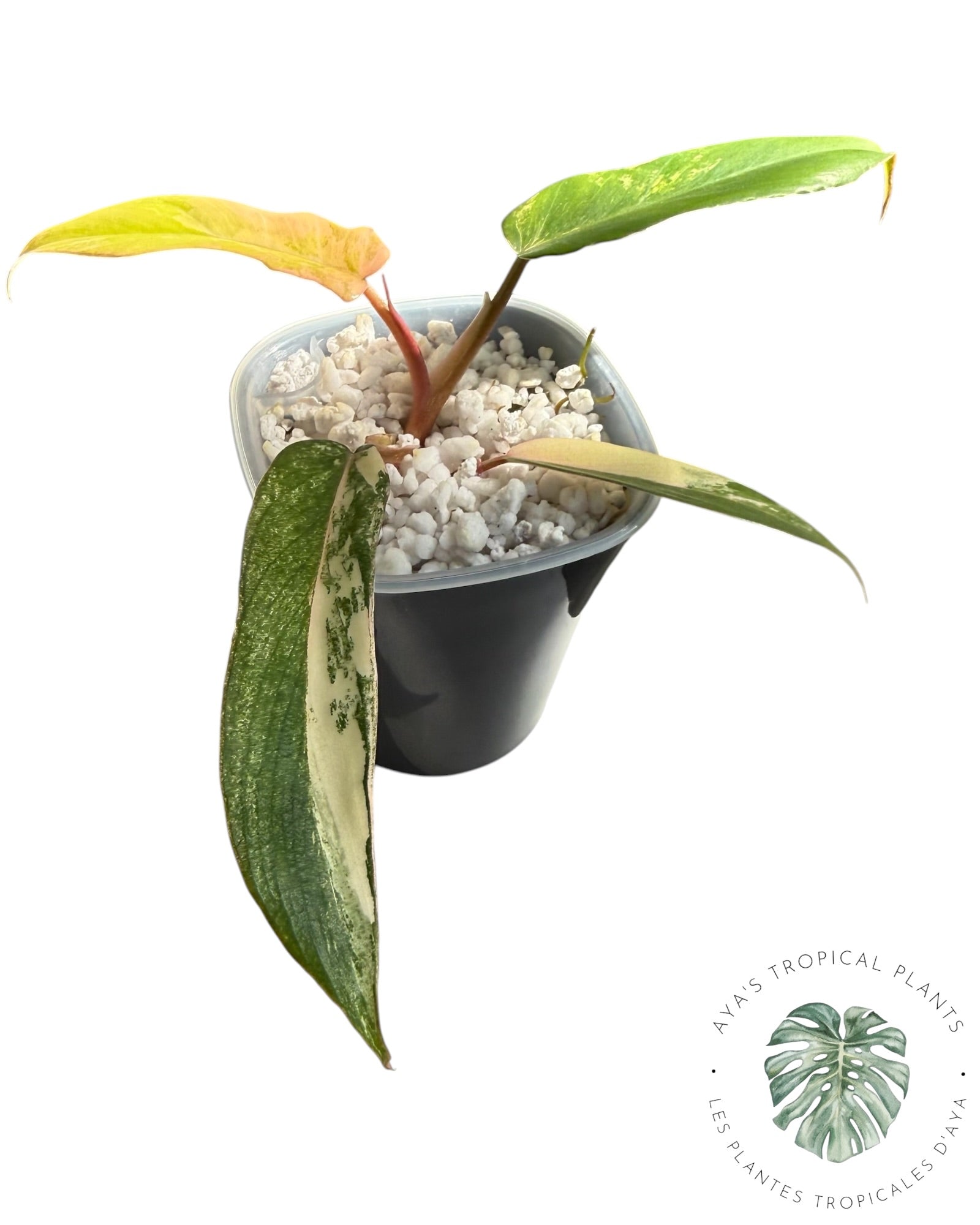 Philodendron Florida Beauty x Tortum