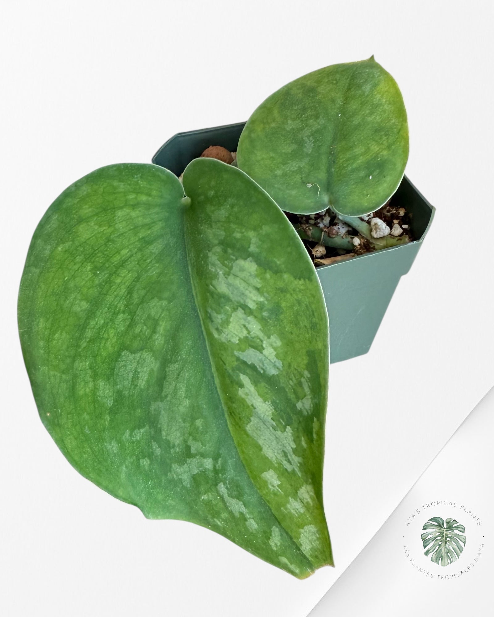 Scindapsus Kusuma -EXP20