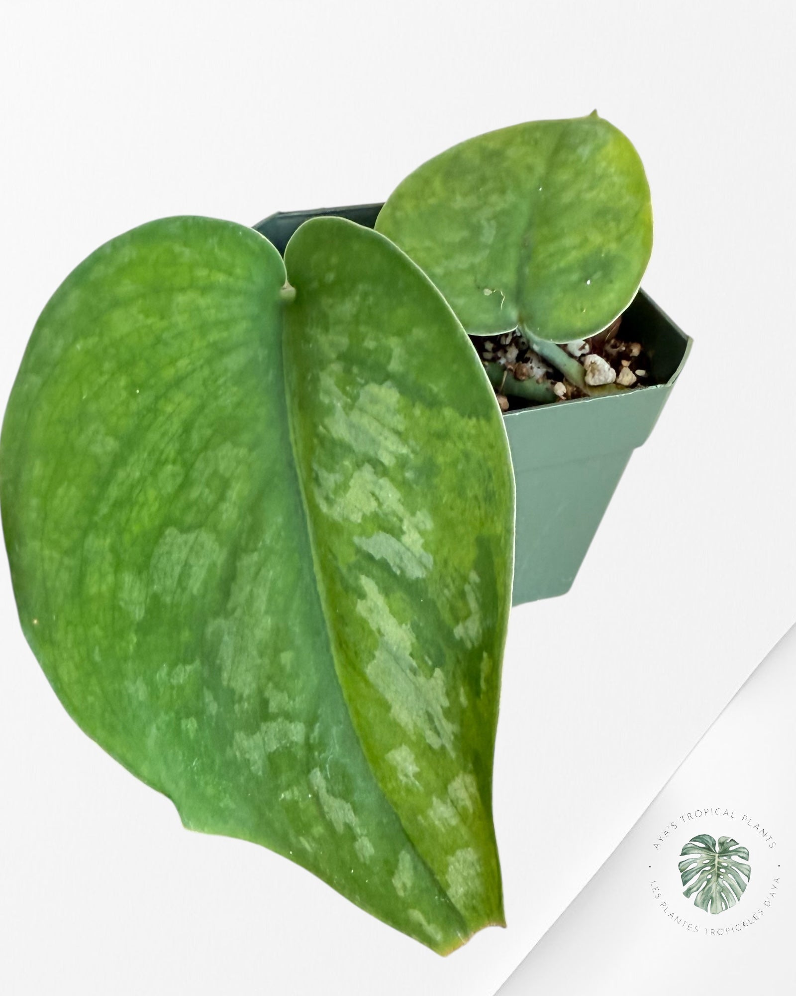 Scindapsus Kusuma -EXP20