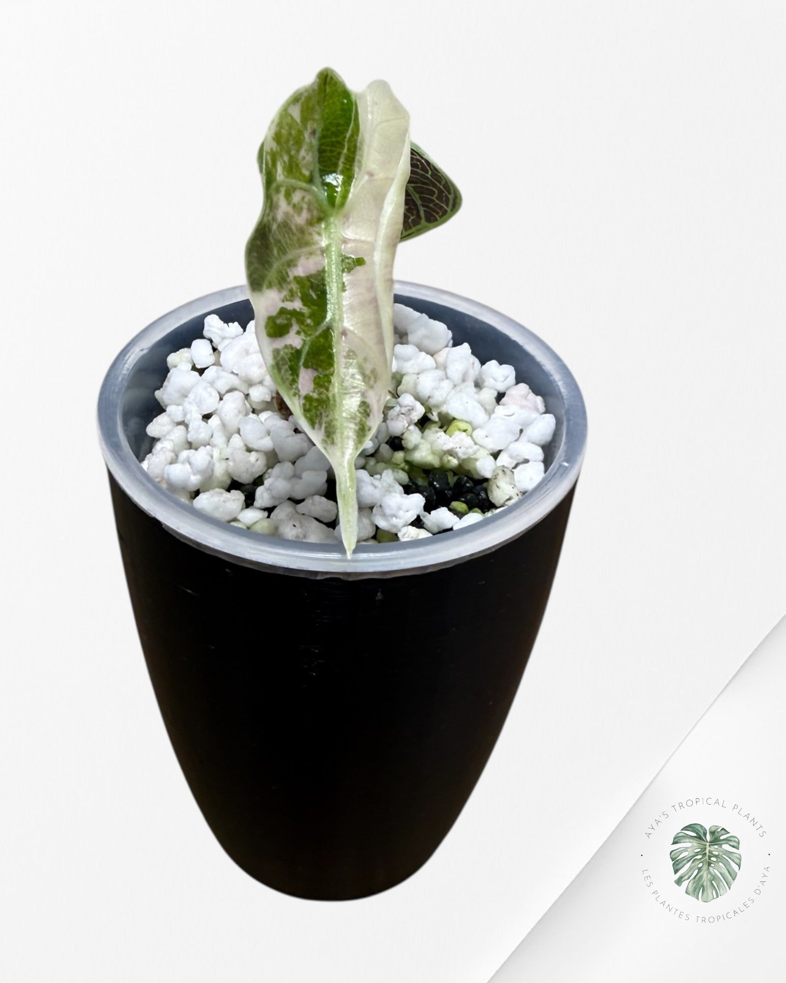 Alocasia Watsoniana Doff. Pink Variegated