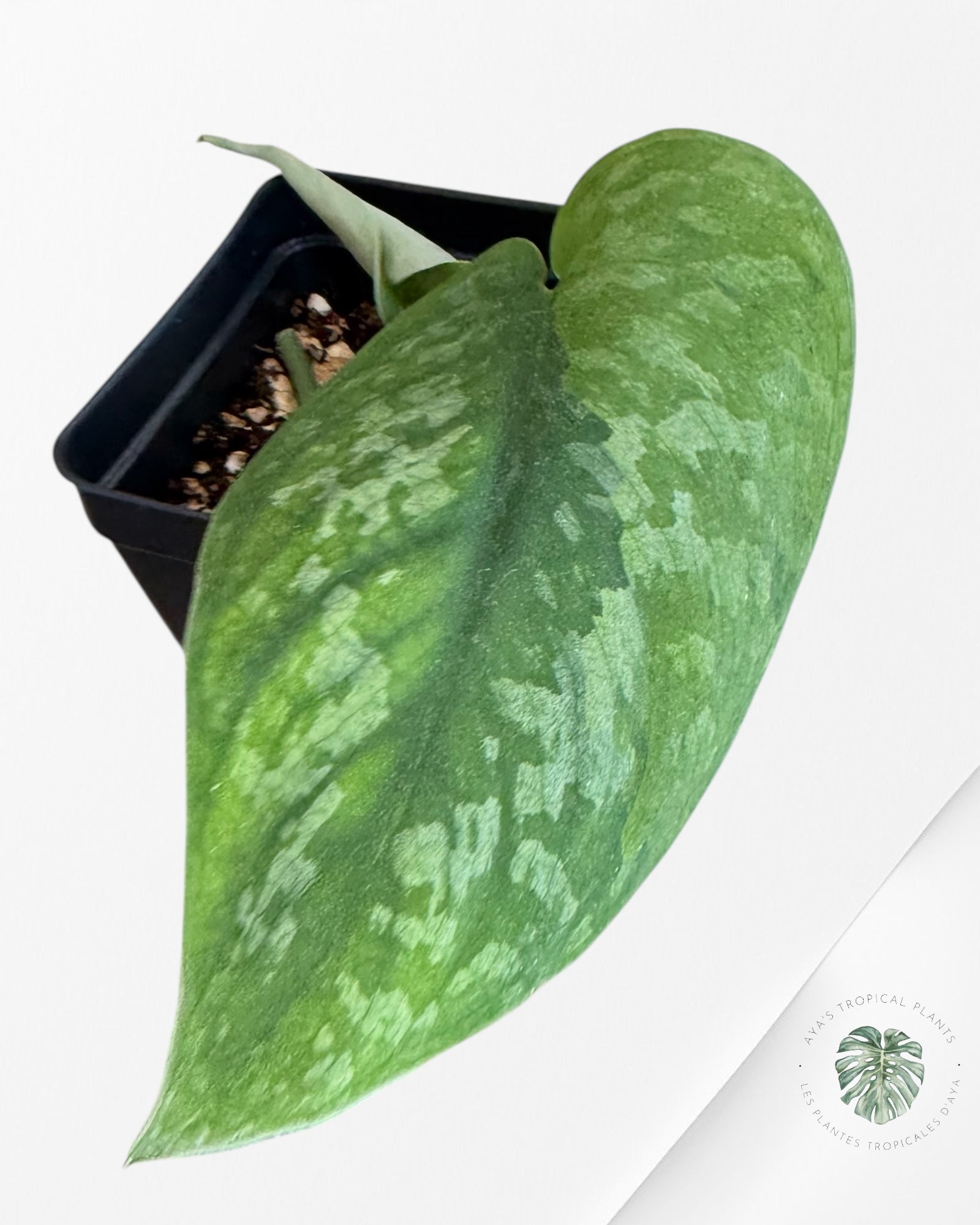 Scindapsus Kusuma -EXP21