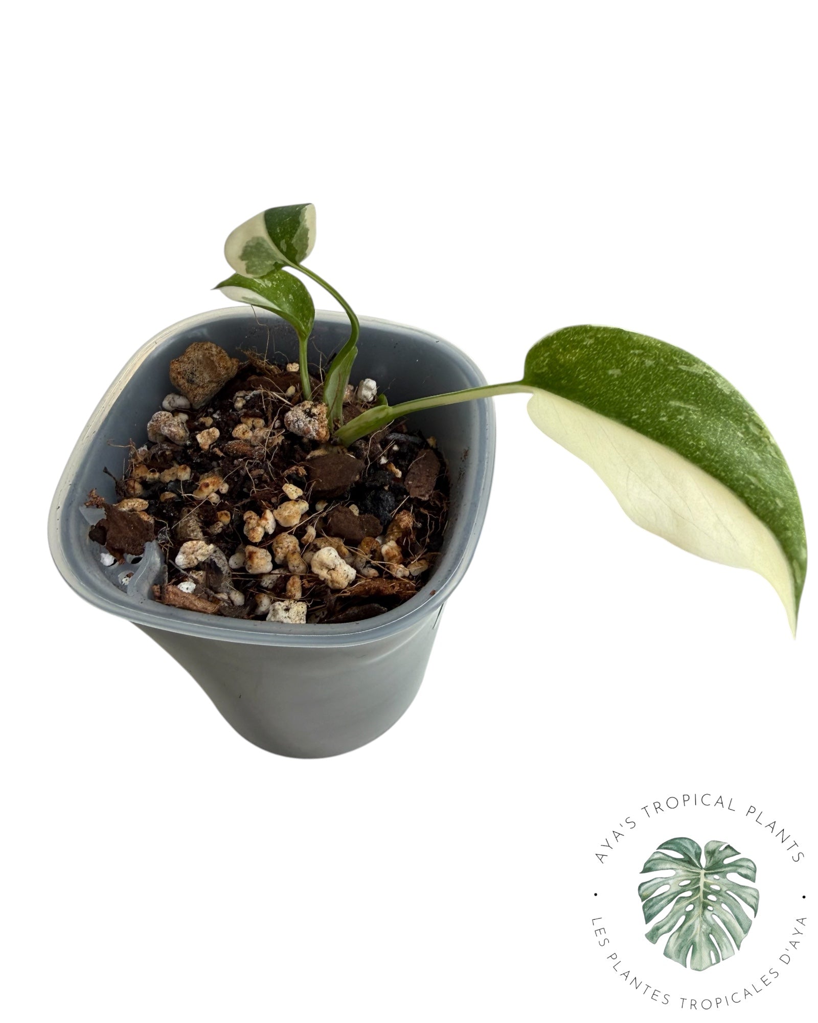 Monstera Thai Constellation Creme Brûlée