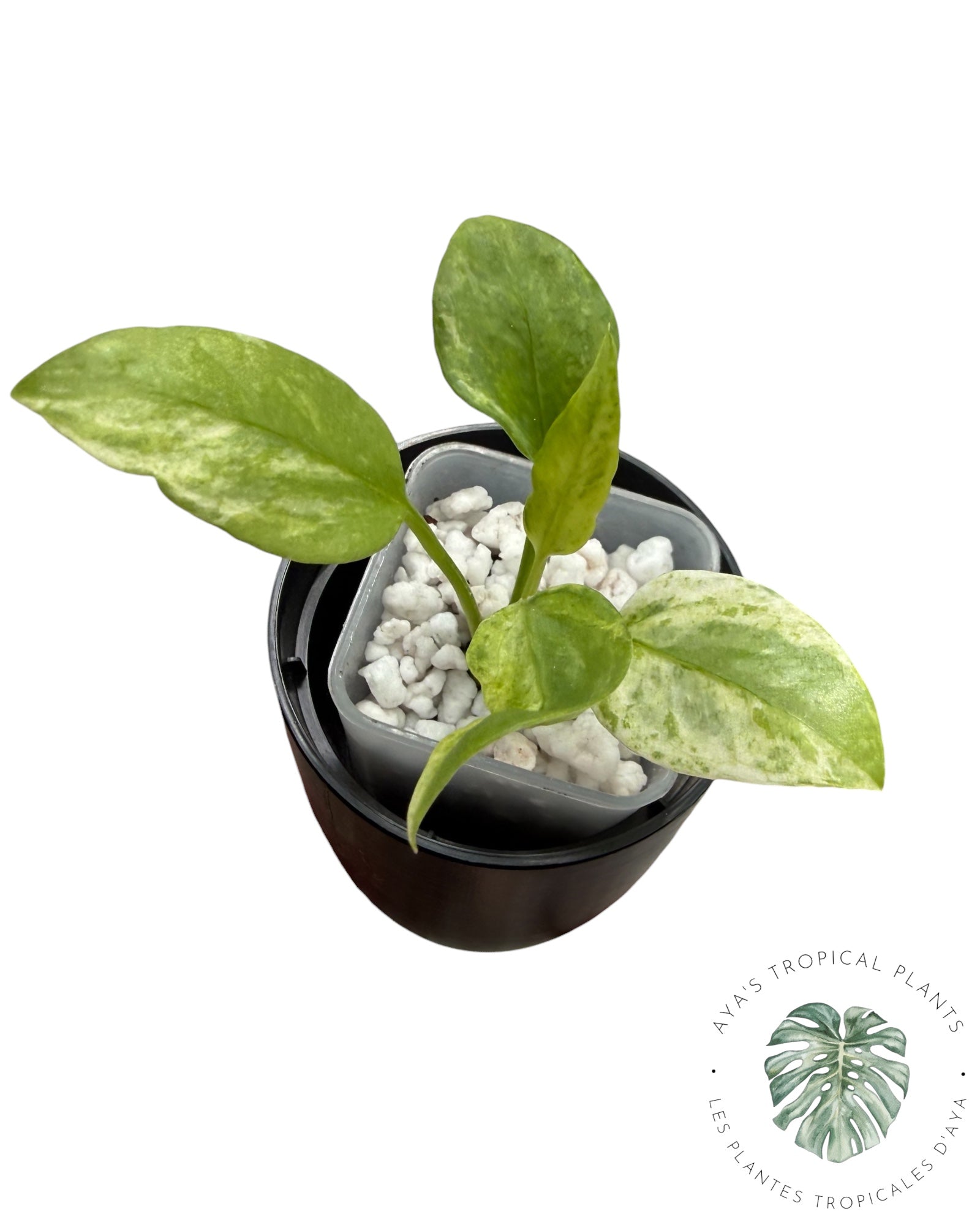 Anthurium Vittarifolium Panaché