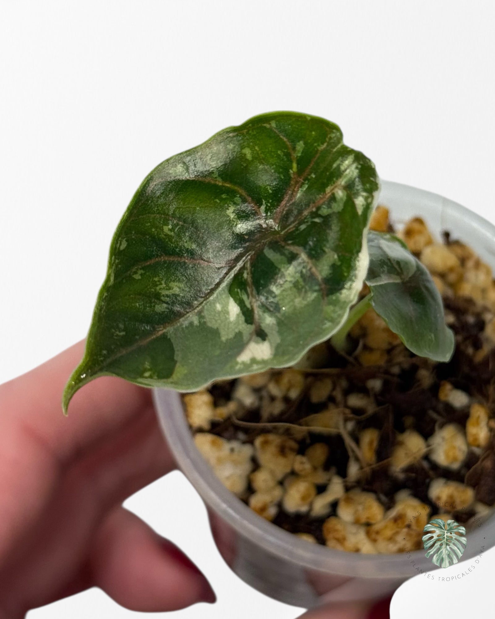 Azlanii Variegated Pink| Rare TC Plant| Aya's Tropical Plants