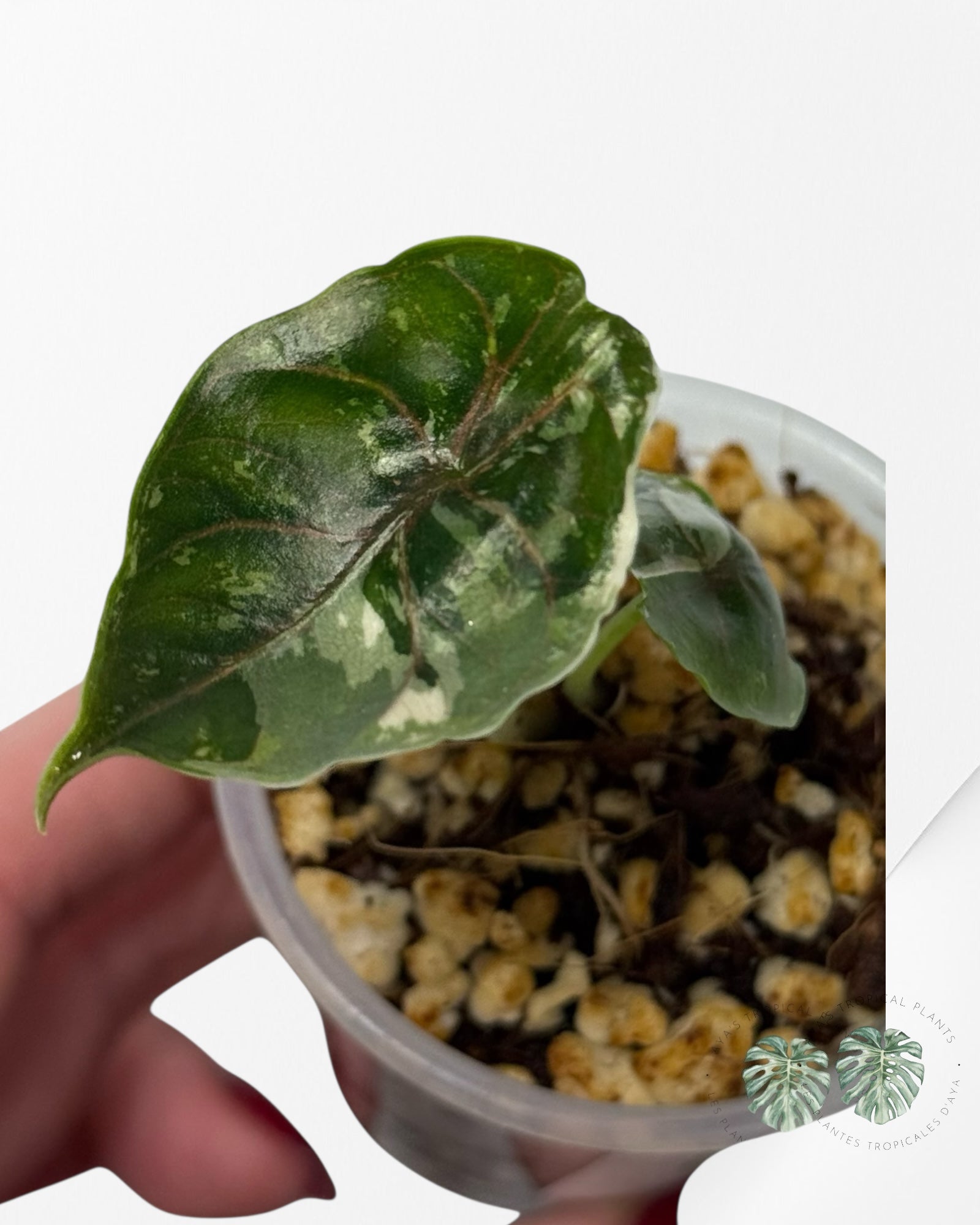 Azlanii Variegated Pink| Rare TC Plant| Aya's Tropical Plants