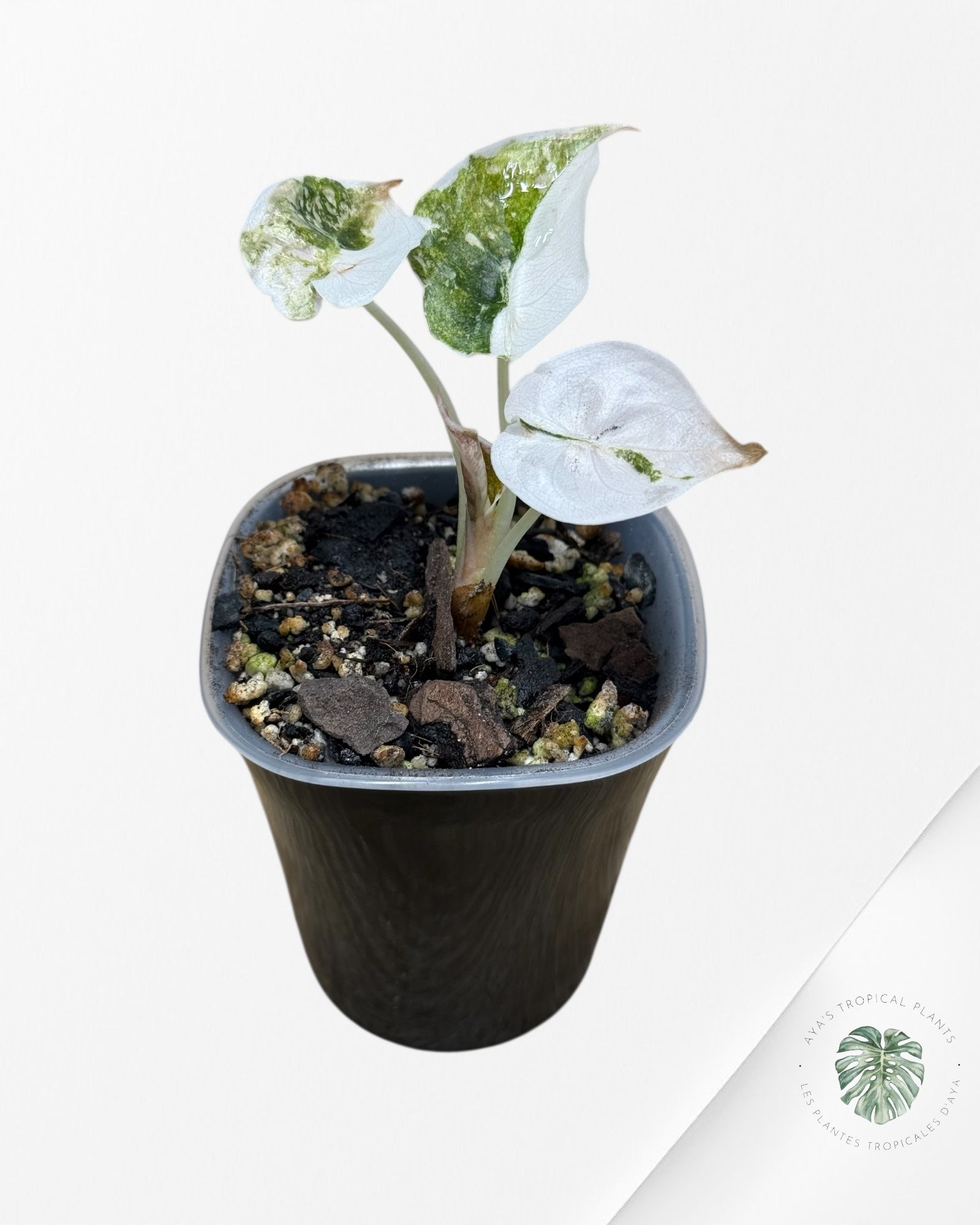 Alocasia Cuprea Albo|Pink Variegated