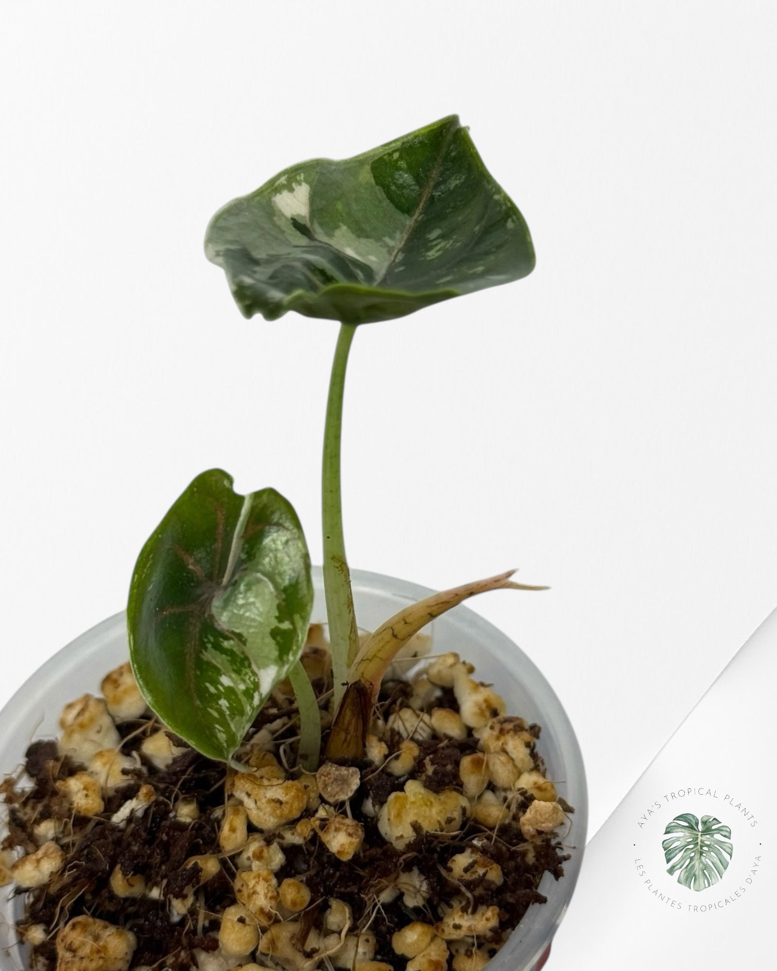 Azlanii Variegated Pink| Rare TC Plant| Aya's Tropical Plants