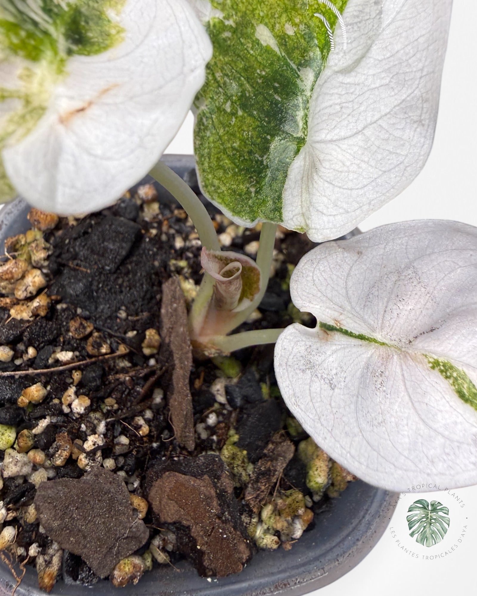 Alocasia Cuprea Albo|Pink Variegated