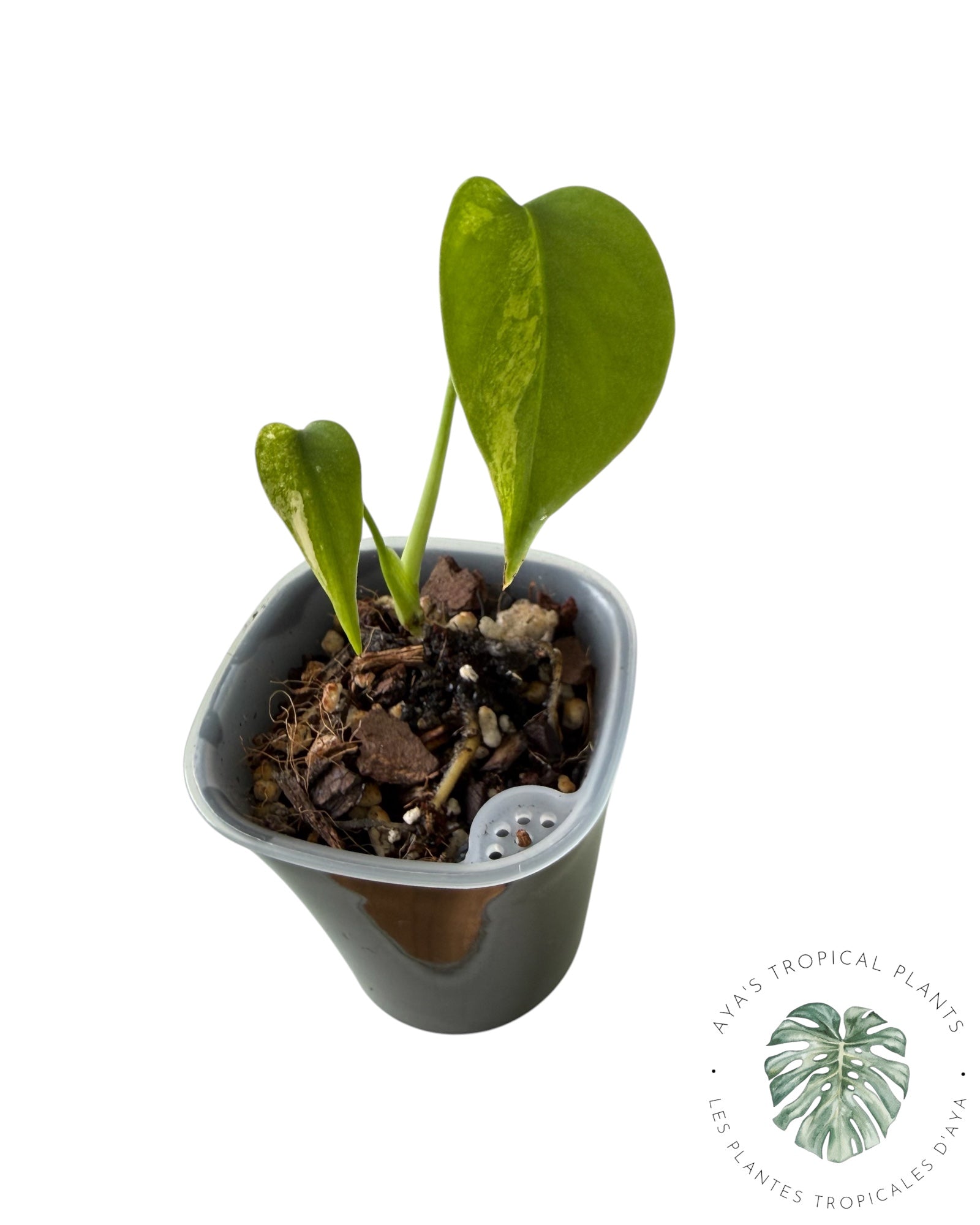 Monstera Aurea Variegated