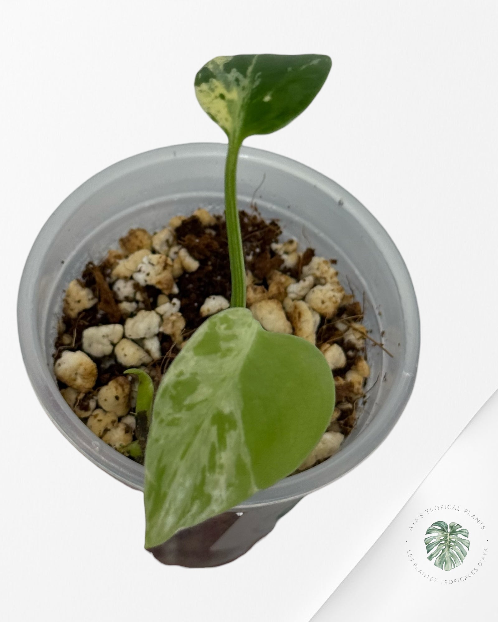 Monstera Deliciosa Bulbasaur | Rare TC Plant| Aya's Tropical Plants