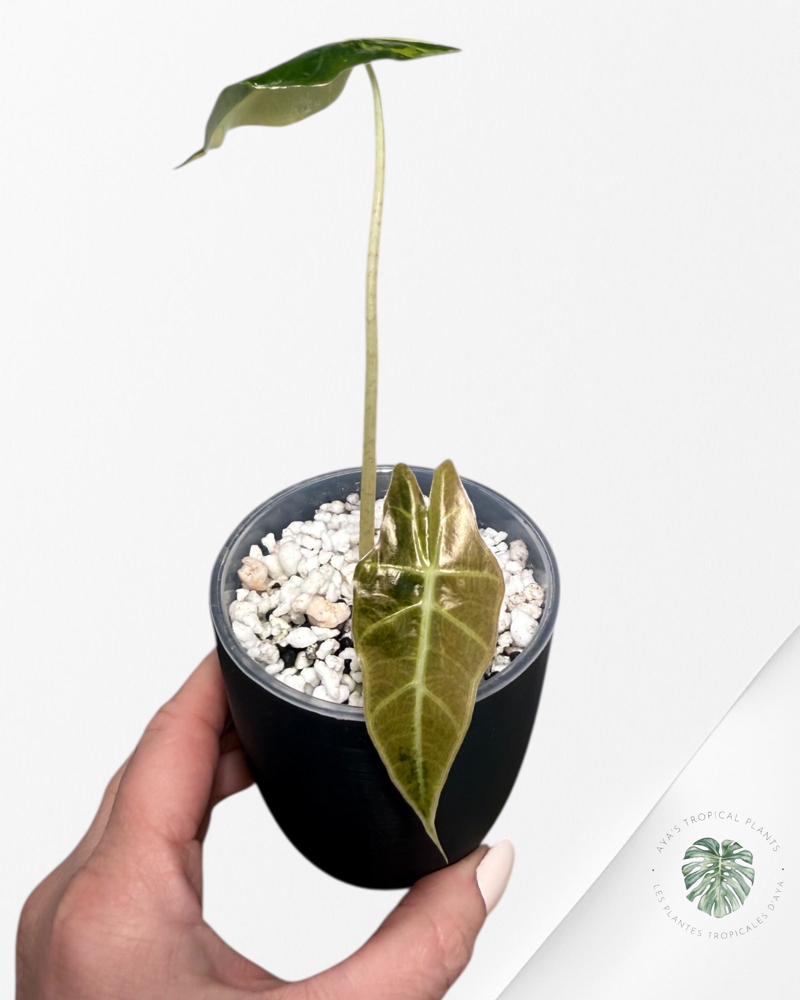 Alocasia Sanderiana ‘Bull’ Aurea Variegated