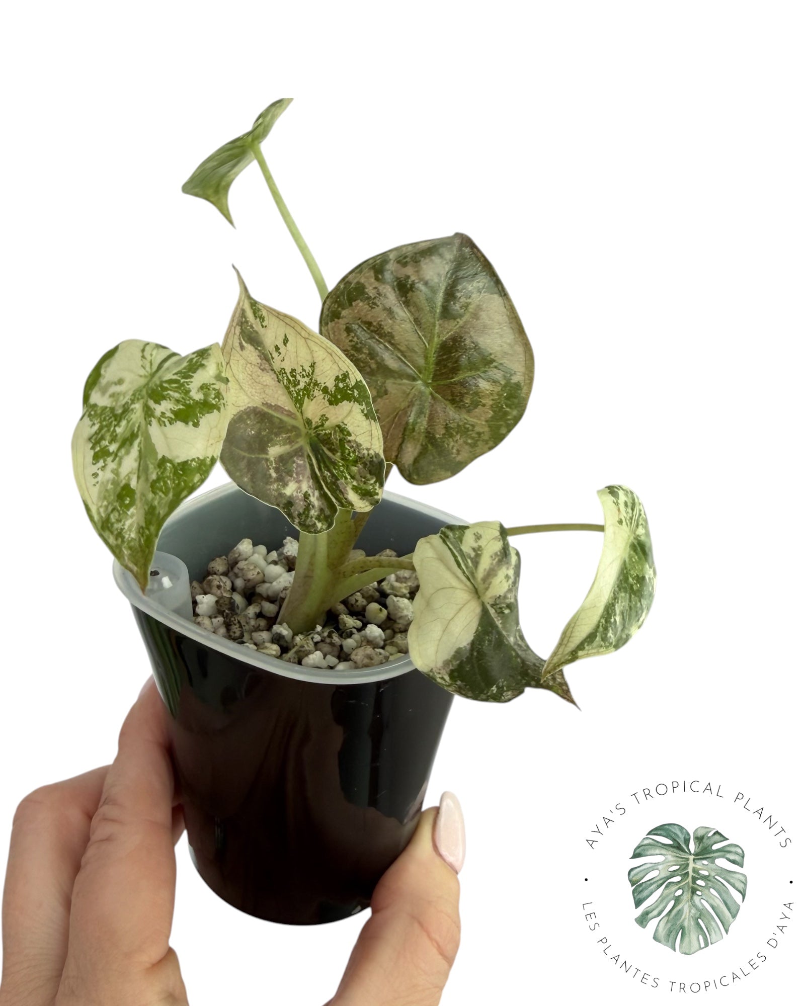 Alocasia Wentii Albo Pink Variegated