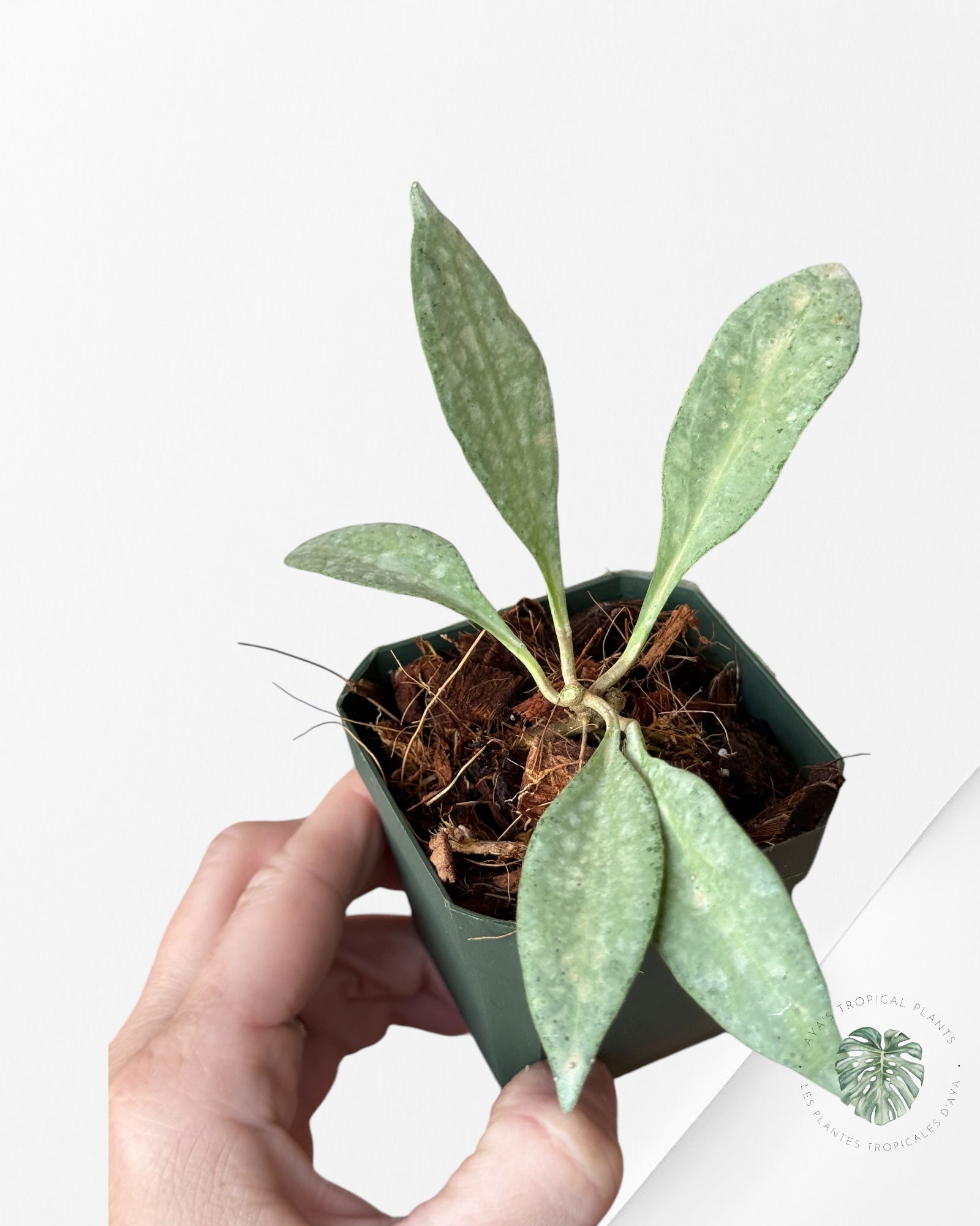 Hoya nicholsoniae 'New Guinea Ghost'