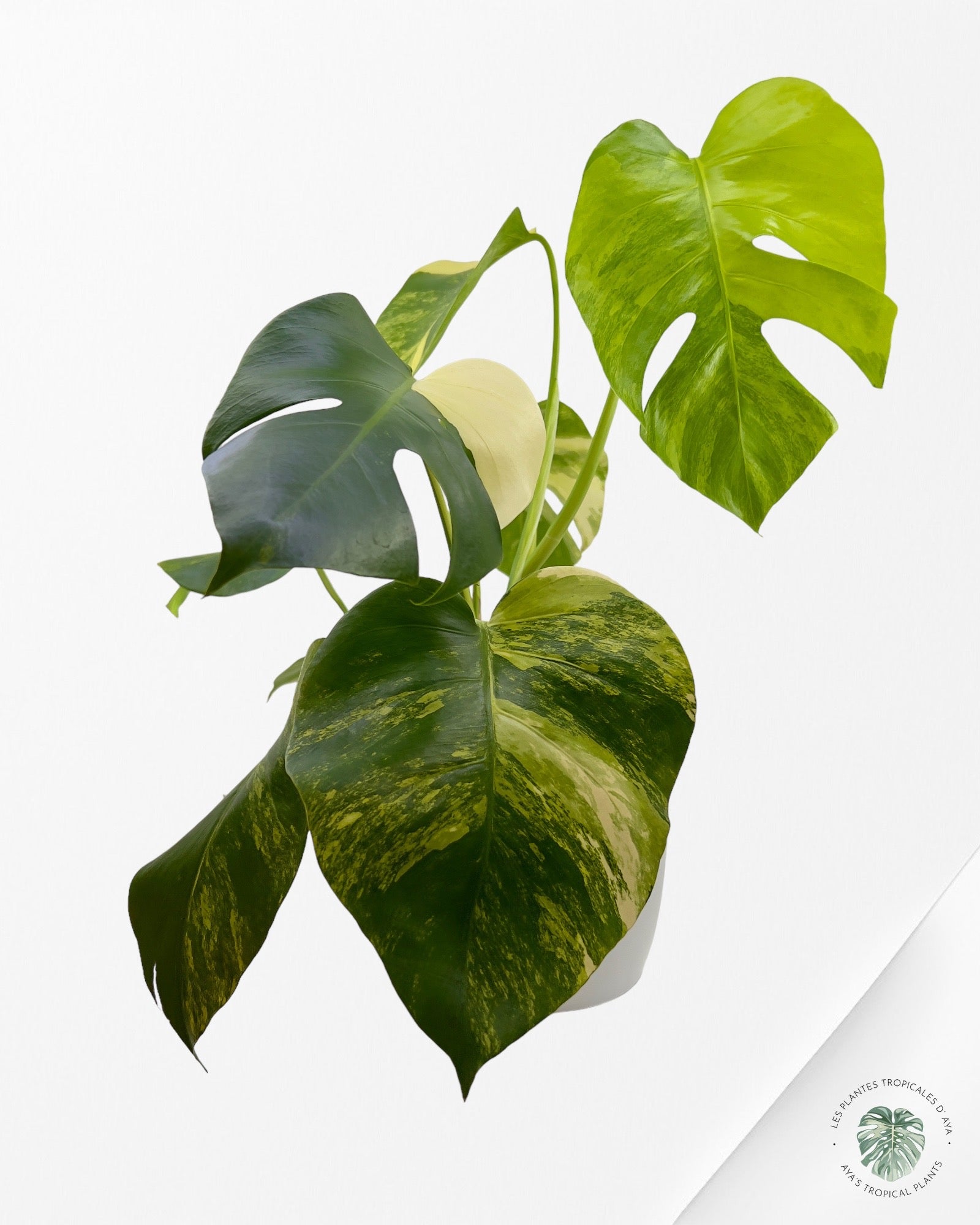 Monstera Aurea  -A
