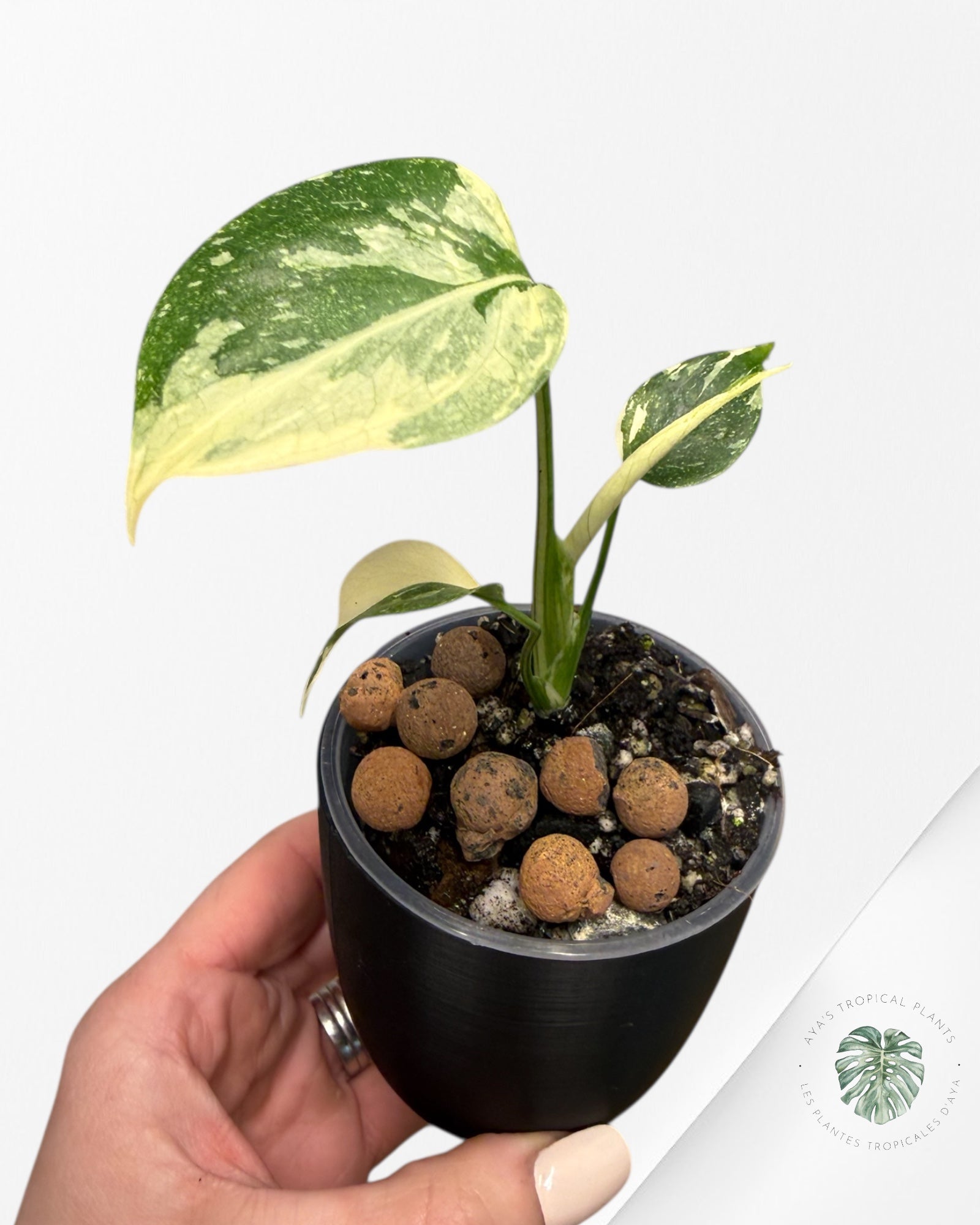 Monstera Thai Constellation Creme Brûlée