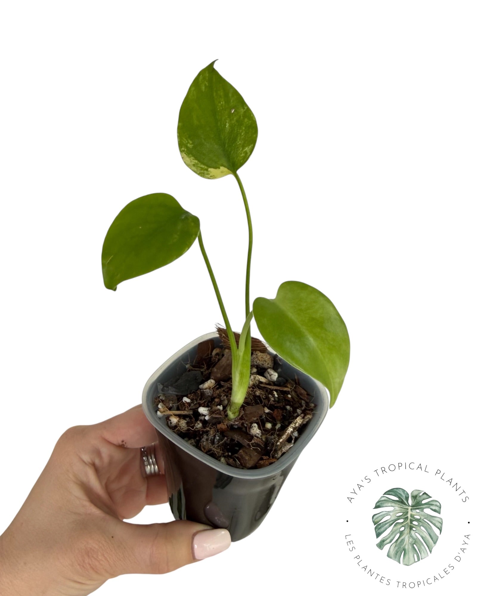 Monstera Aurea Variegated