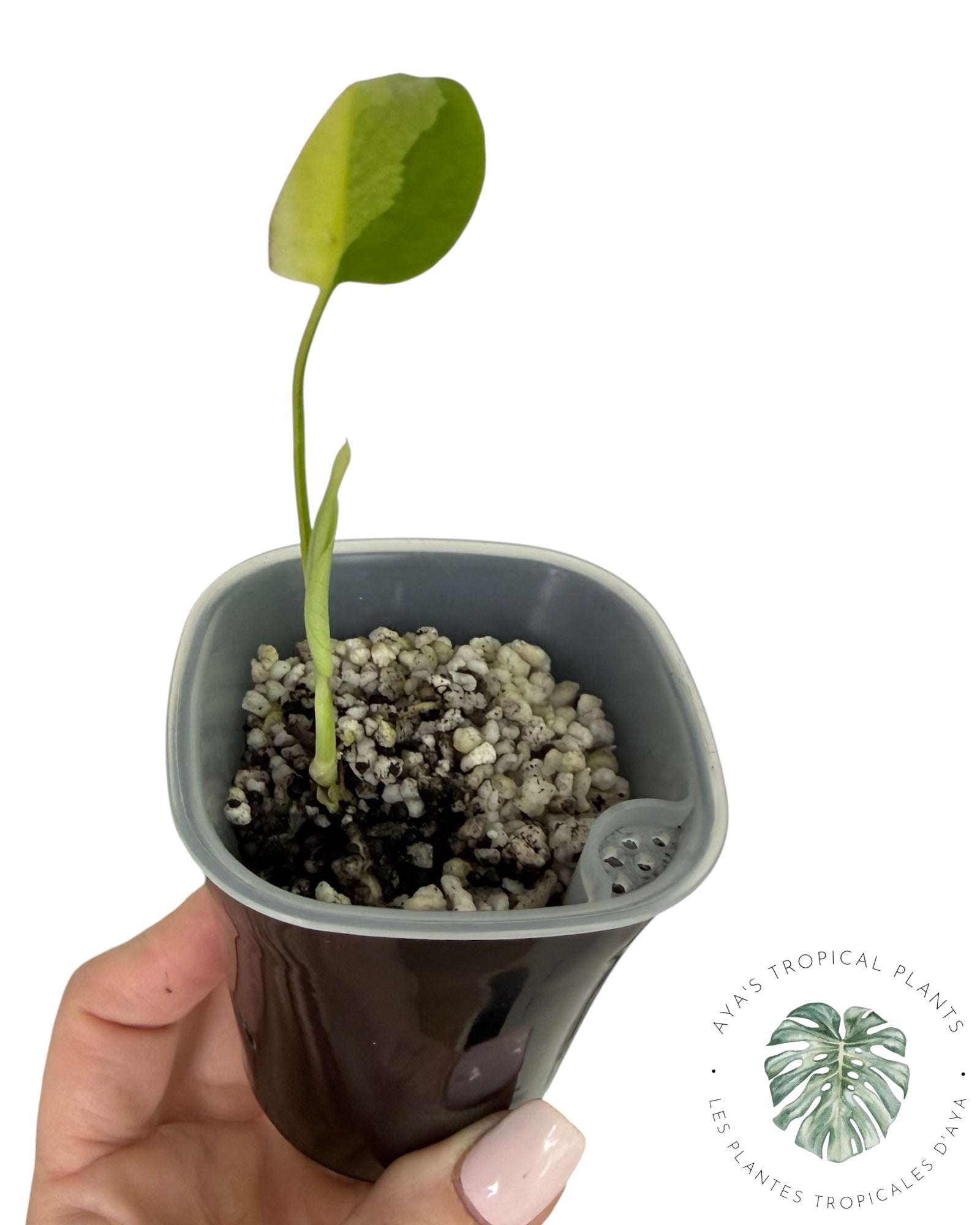 Monstera Aurea Variegated