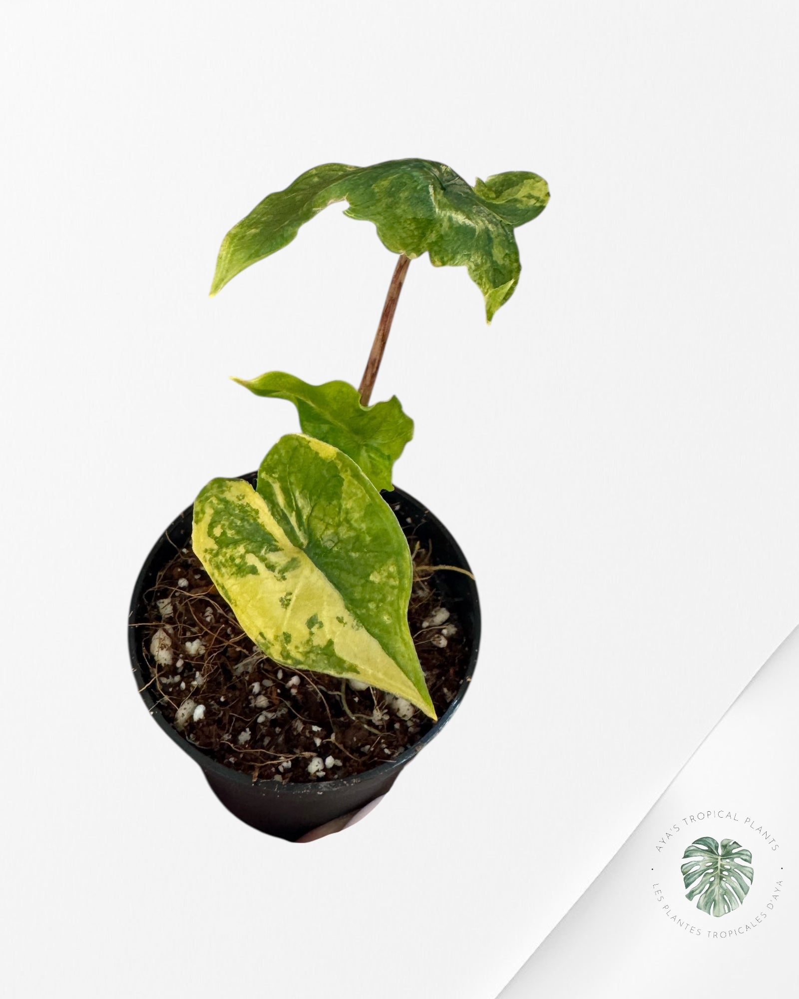 Alocasia Jacklyn Variegata （A Grade)-DE
