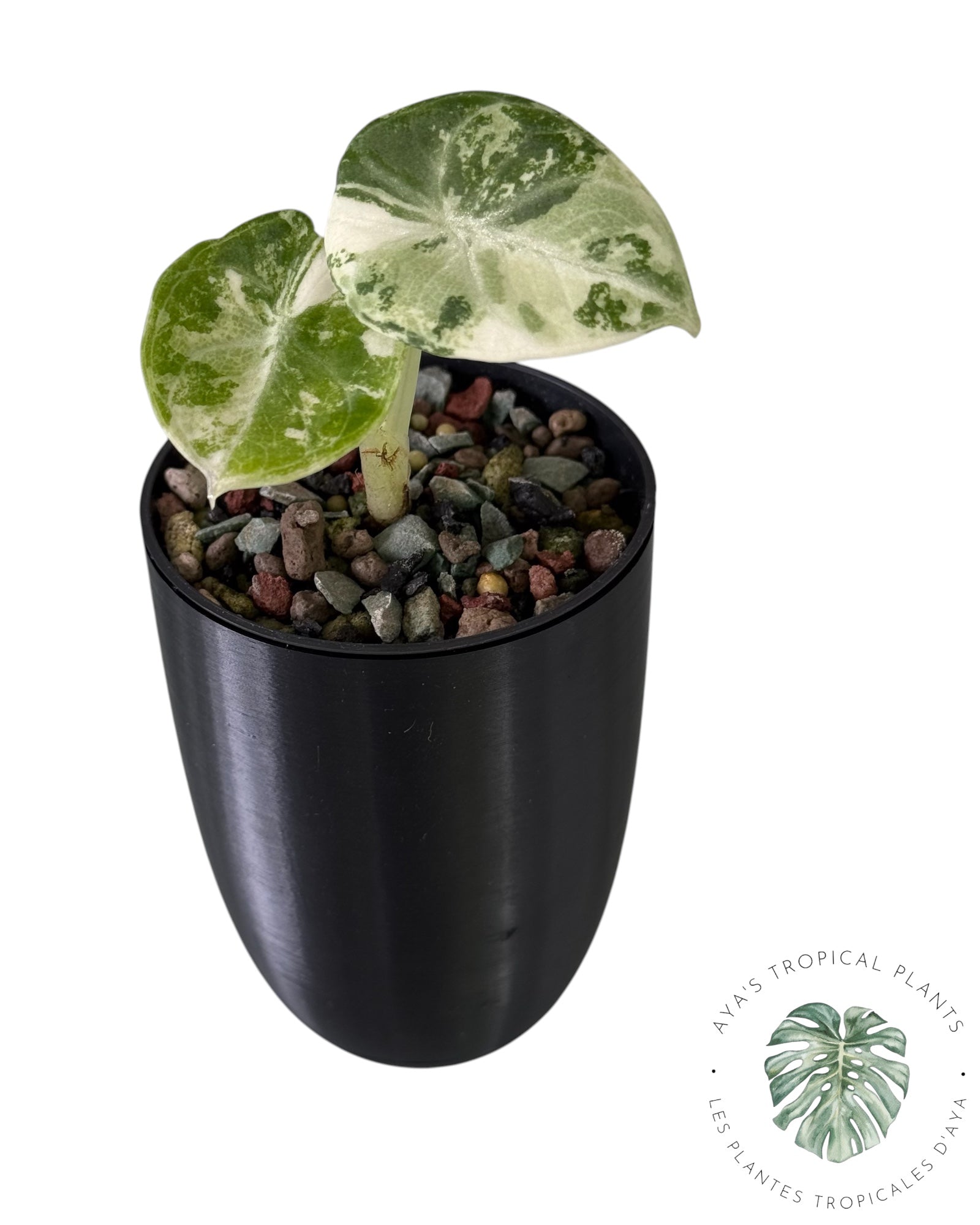 Alocasia Ninja Albo Variegated