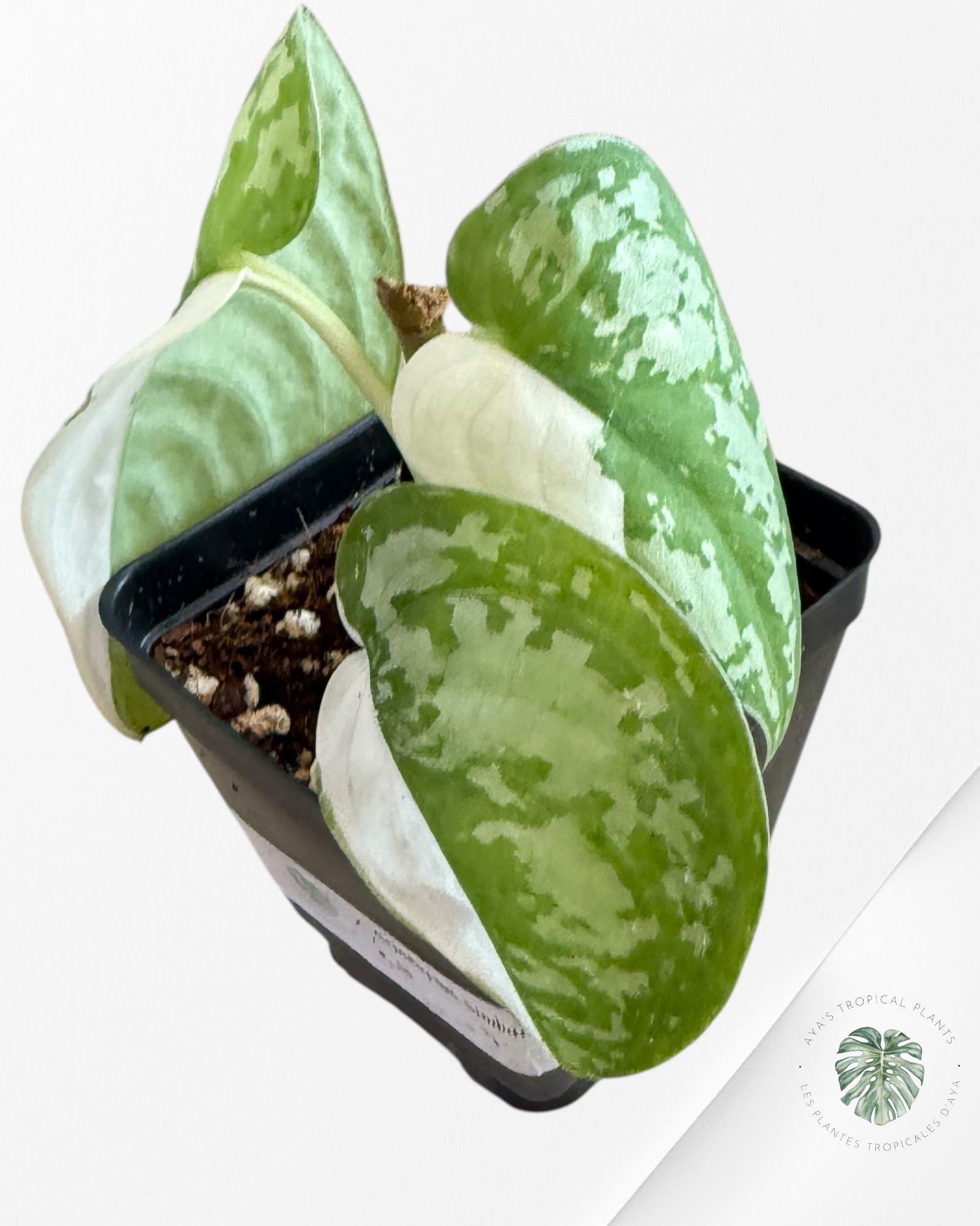 Scindapsus Simbara Variegated - EXP25