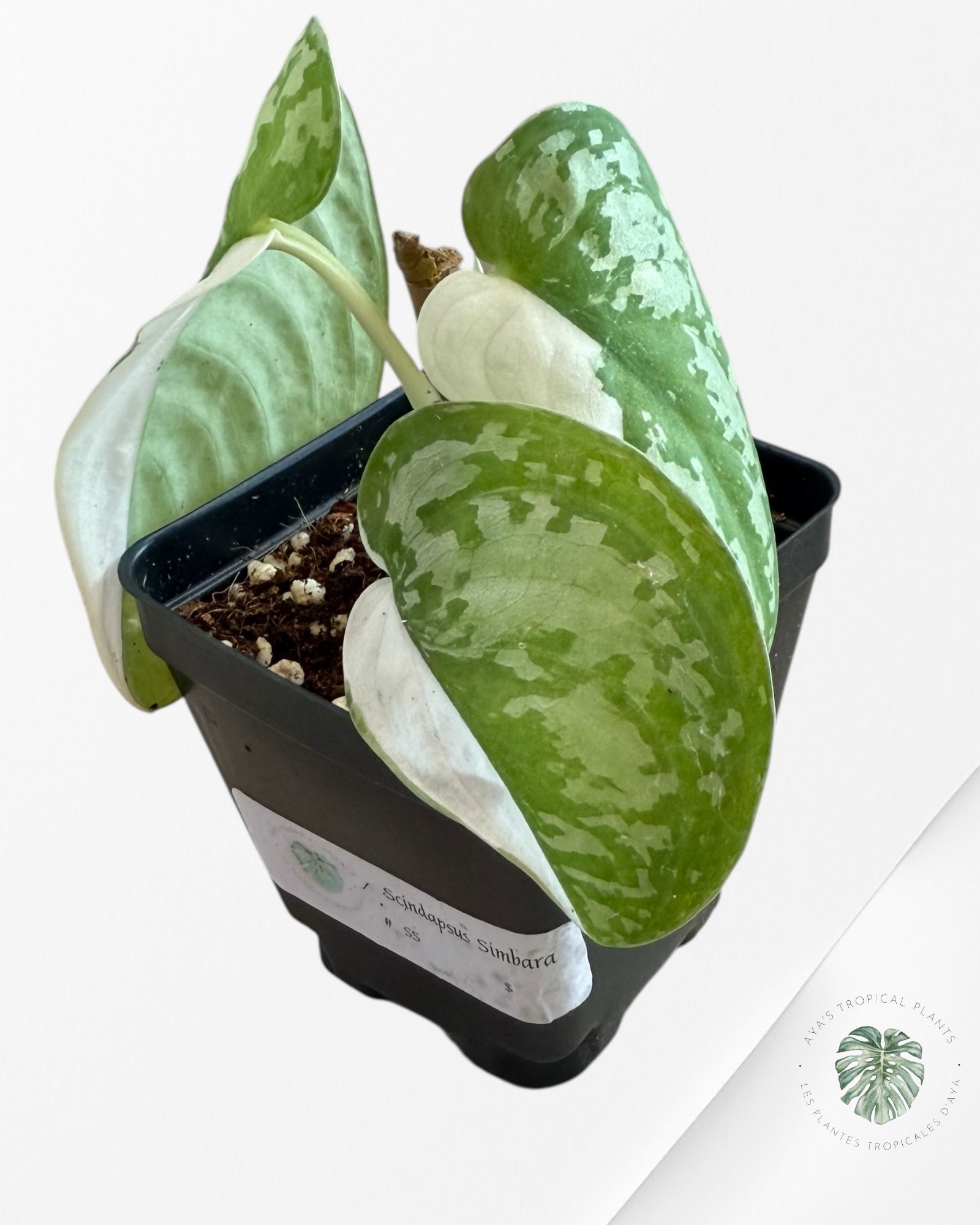 Scindapsus Simbara Variegated - EXP25