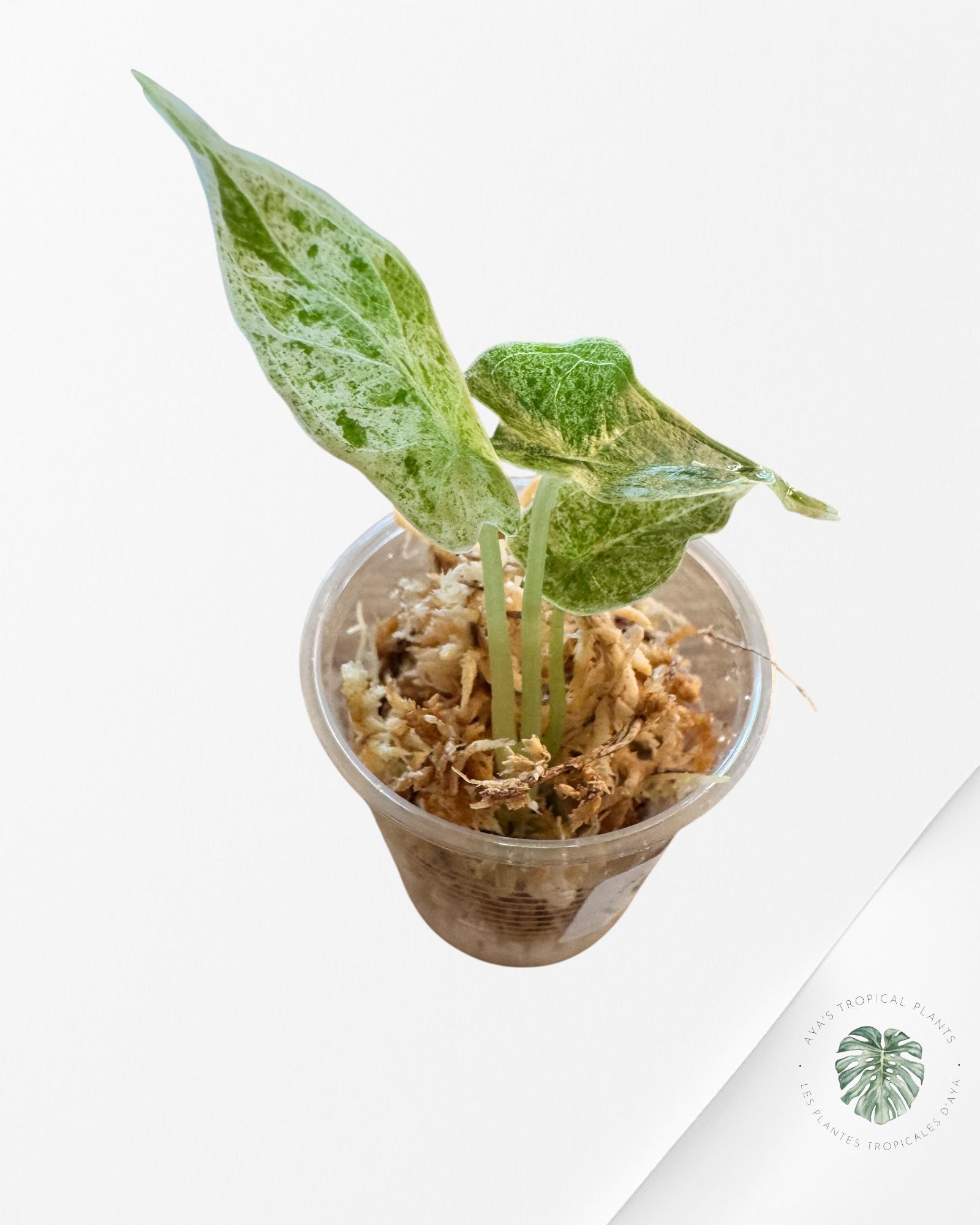 Alocasia Dragon Scale Mint-SQ