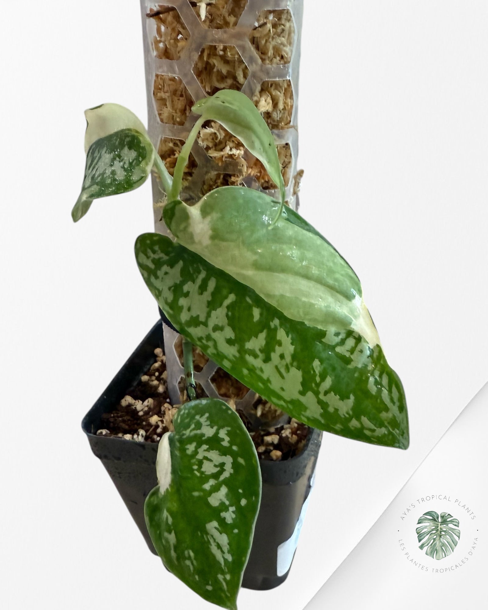 Scindapsus Simbara Variegated - EXP24