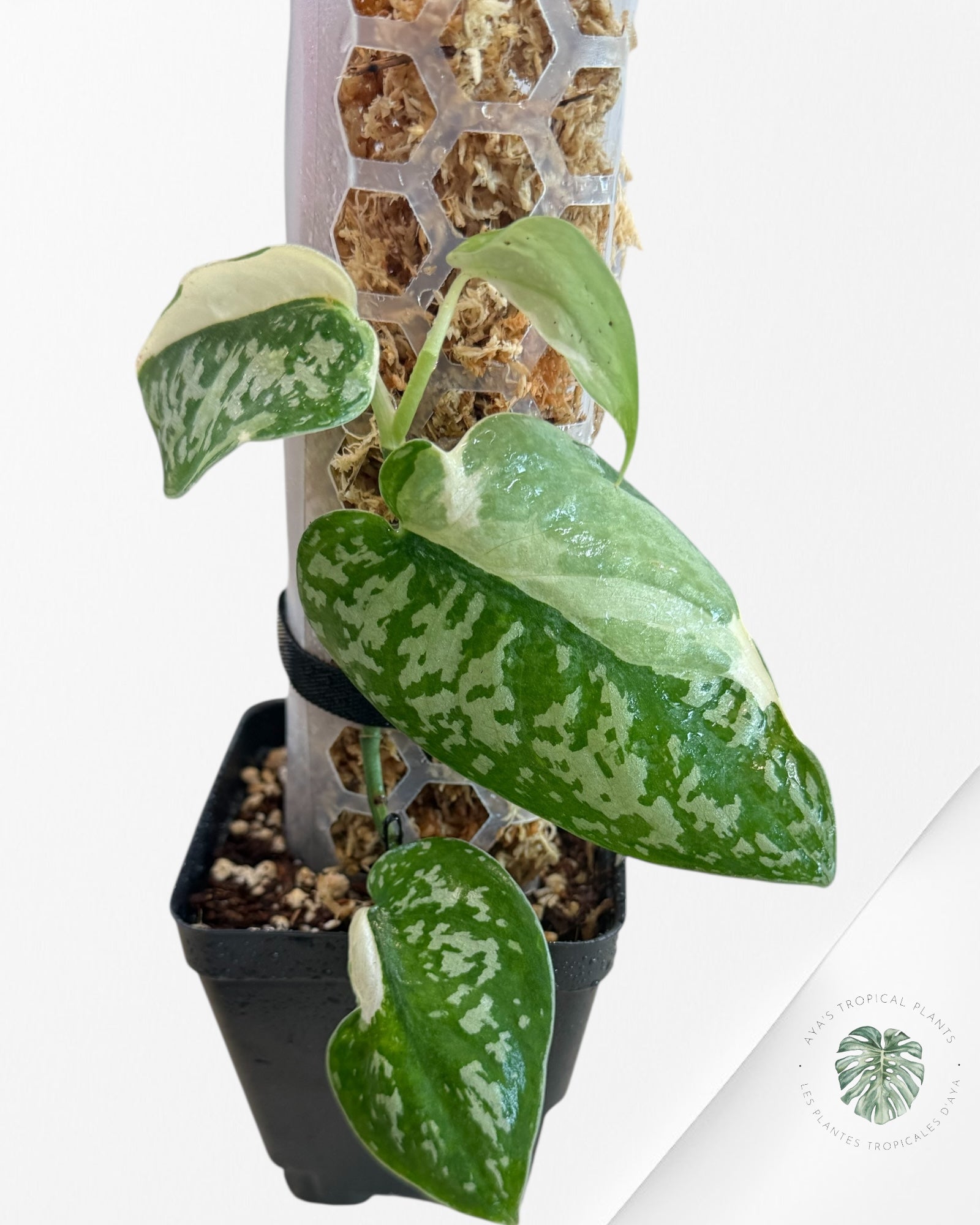 Scindapsus Simbara Variegated - EXP24