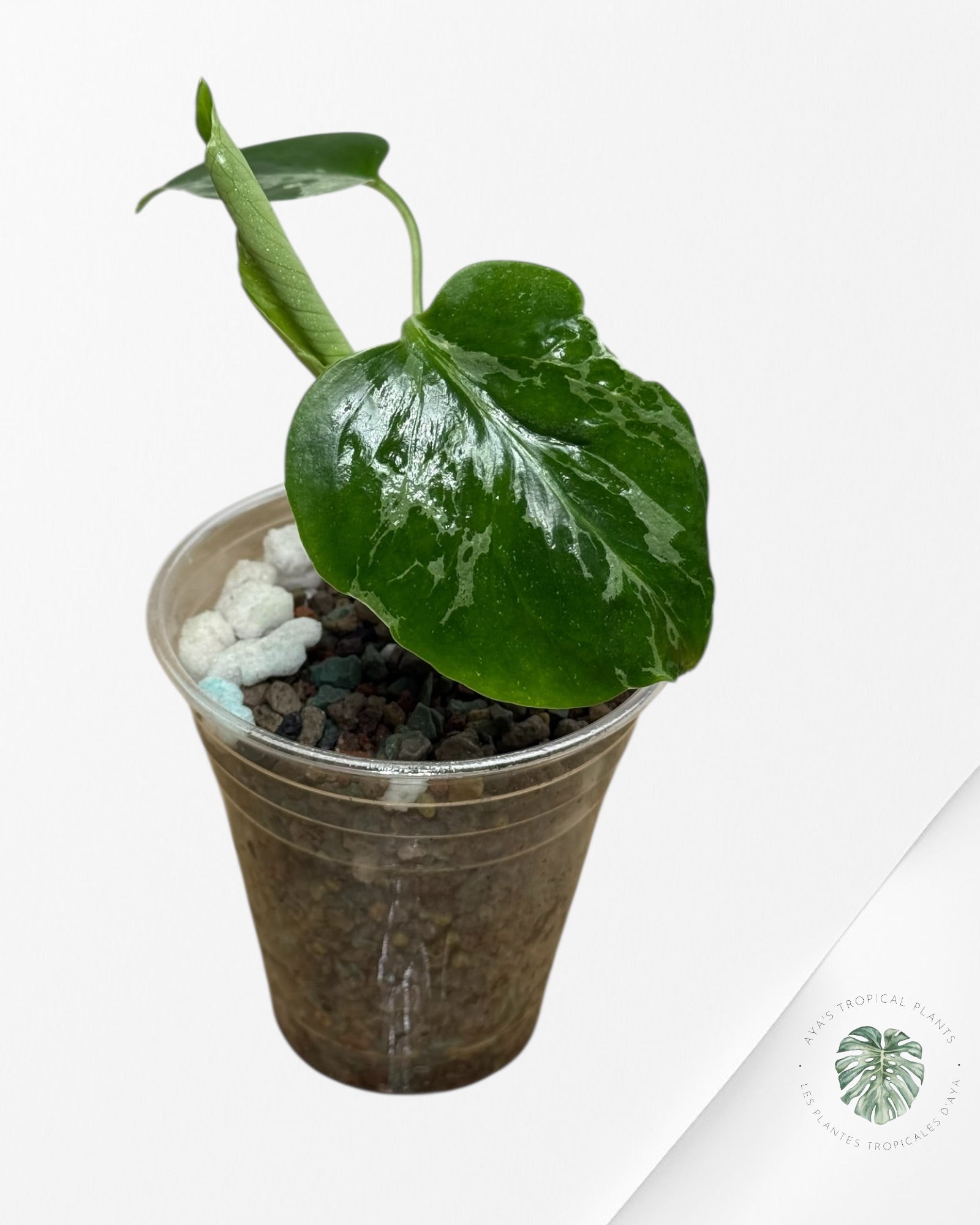 Monstera Deliciosa Bulbasaur