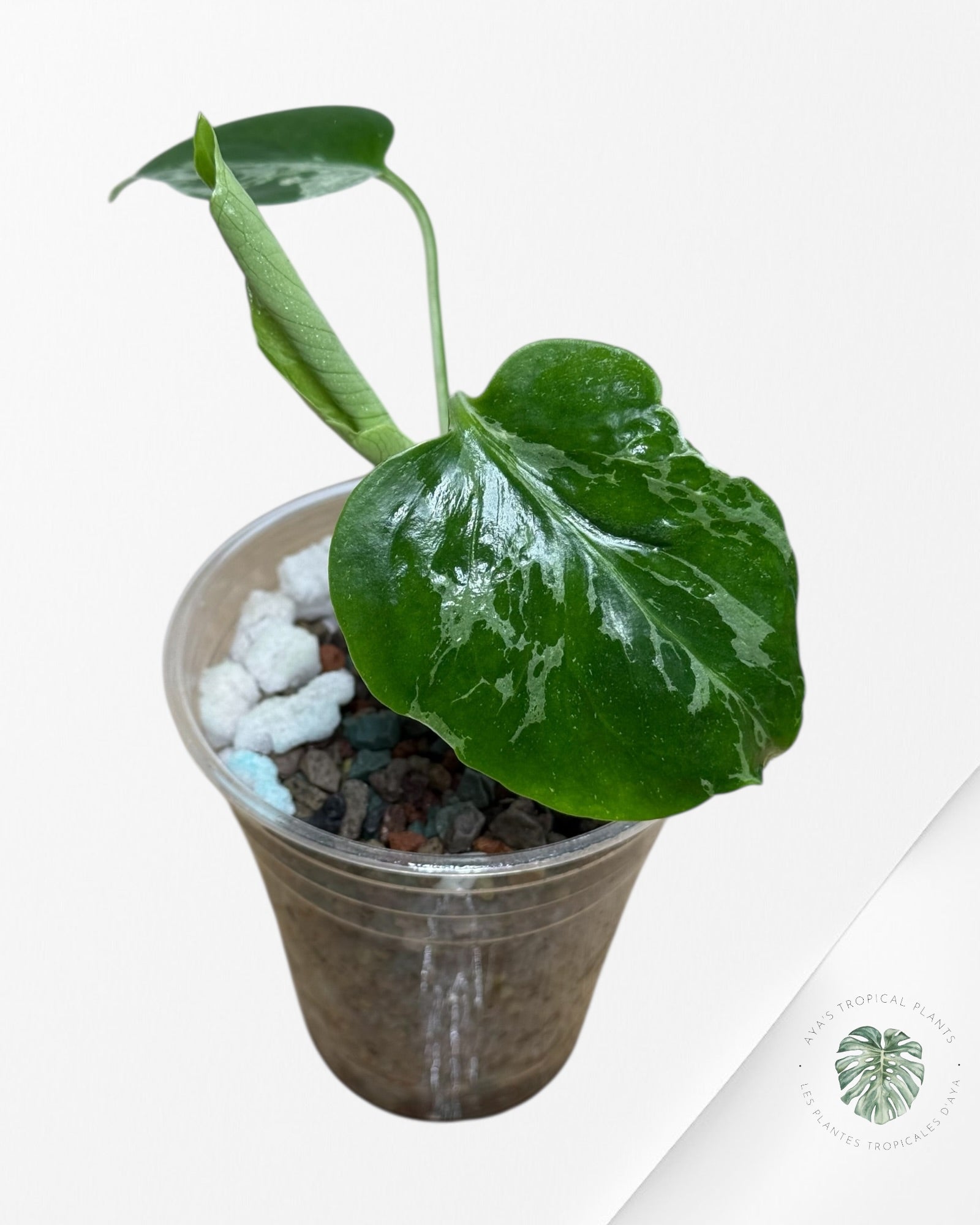 Monstera Deliciosa Bulbasaur