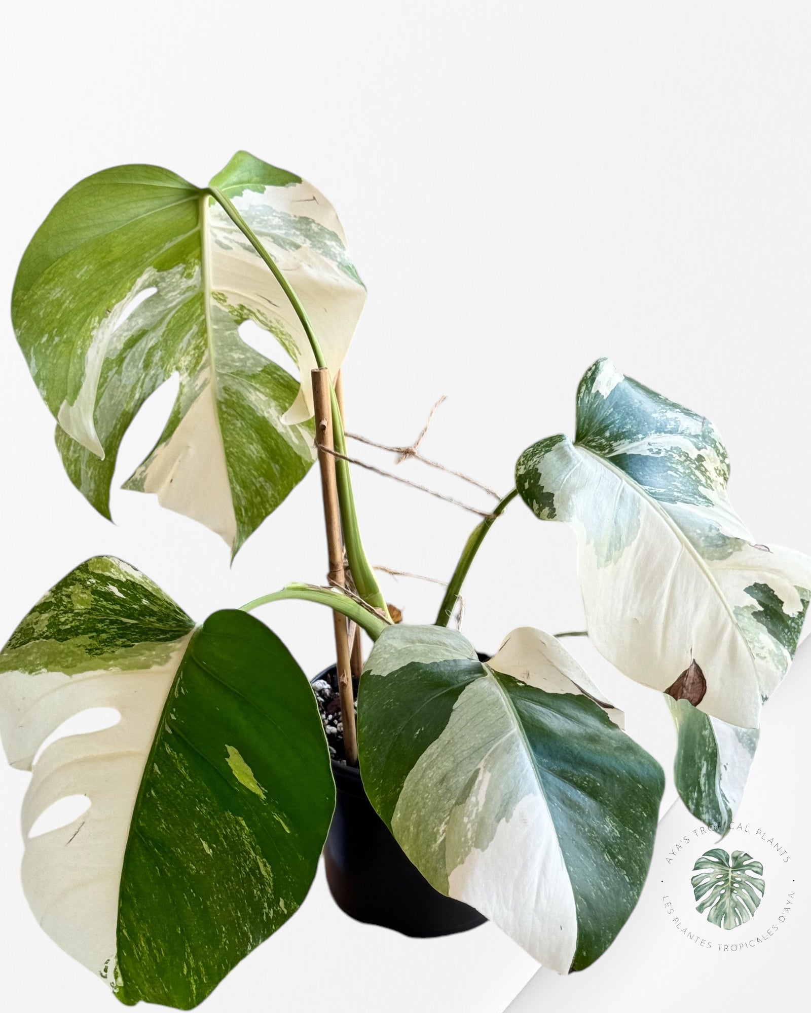 Monstera  Borsigiana Albo - OC10