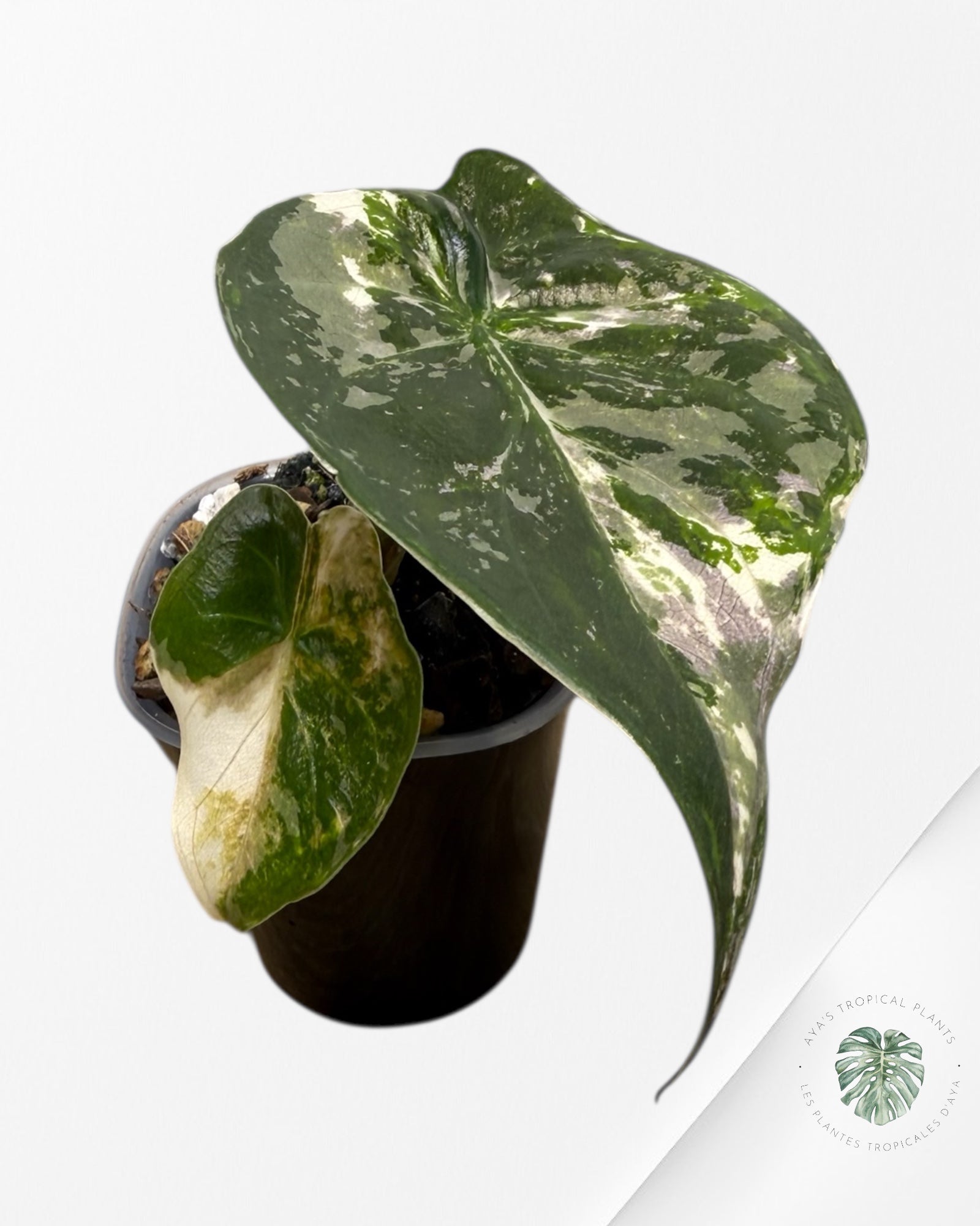 Alocasia Wentii Albo Pink Variegated