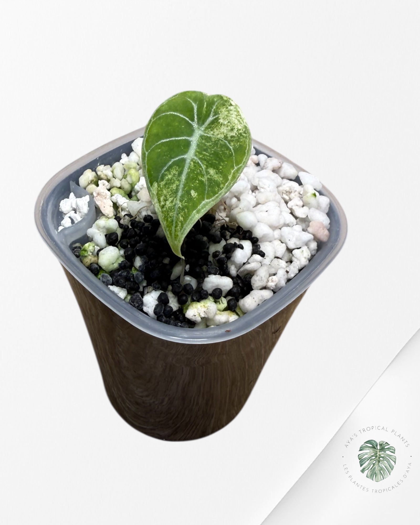 Alocasia Watsoniana Glossy Pink Variegated